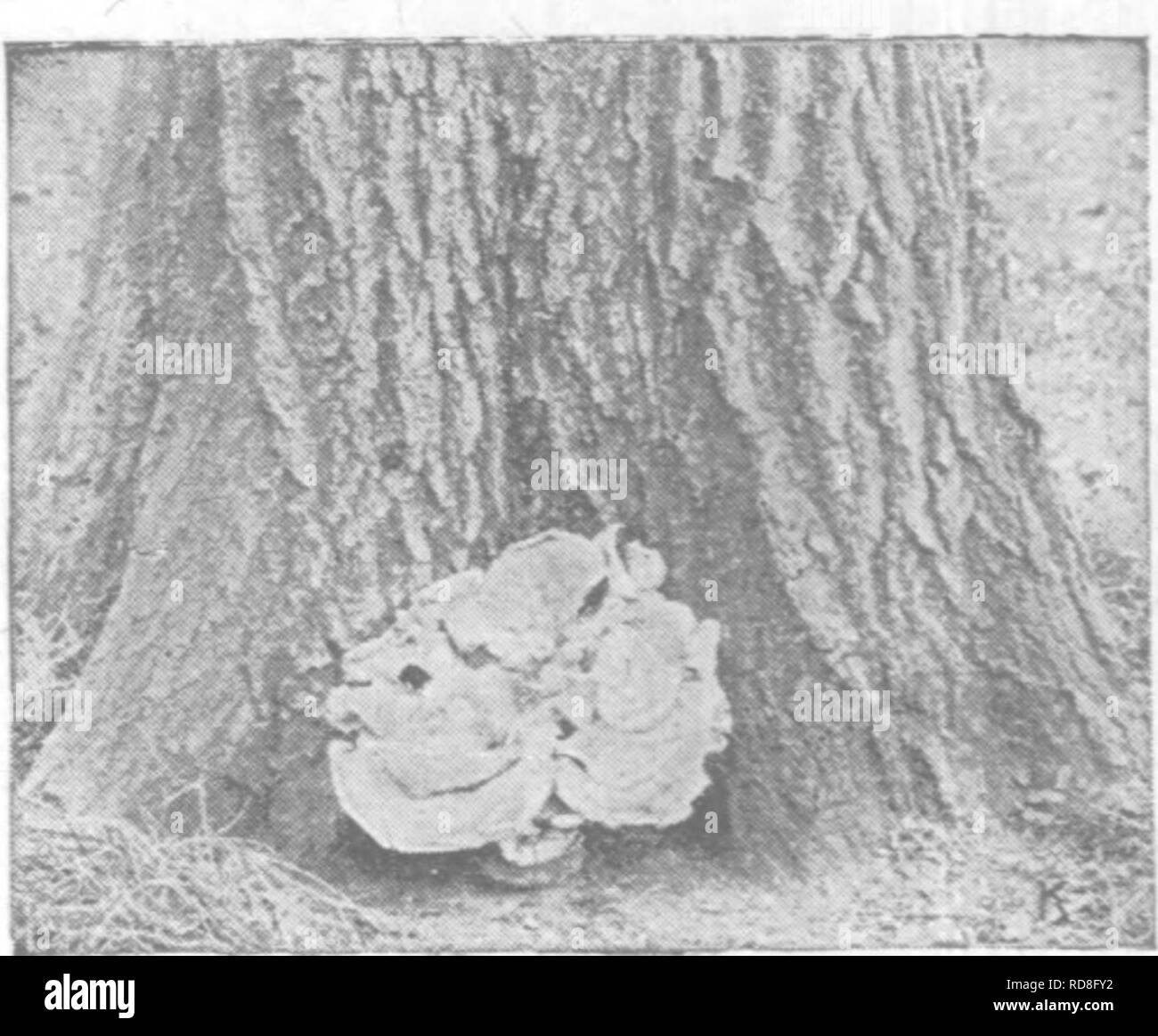 Saprophytes Black And White Stock Photos Images Alamy