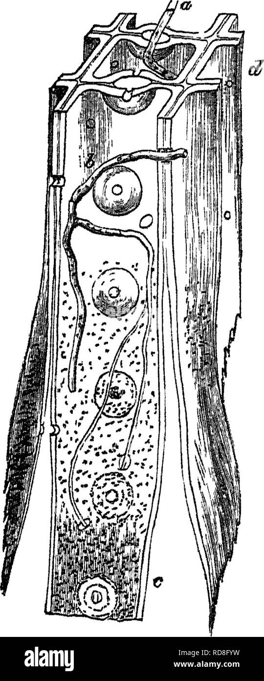 . Timber and some of its diseases. Timber; Trees. v.] TRAMETES RADICIPERDA. 153 and the filaments are dissolving and feeding upon the latter (Fig. 14). In the next stage of the advancing. Fig. 14.—Sectional view of a tracbelde of the spruce-fir, attacked by the hyphse {a, 6) of zTramefes, highly magnified (after Hartig). The upper part of the tracheide has its walls still sound, though already pierced by the hyph®; the lower part (c) has the walls completely delignified, and converted into cellulose, which swells up and dissolves. The middle-lamella is aLo undergoing dissolution. The holes in  Stock Photo