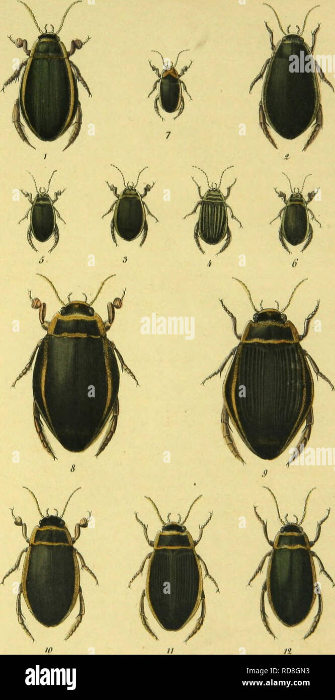 . C. G. Calwers Ka?ferbuch; Naturgeschichte der Ka?fer Europas zum Handgebrauche fu?r Sammler. Beetles. Taf. 7.. All. bia 100 Eni tlocli&gt;l.mt .:)lul(9.irt. Please note that these images are extracted from scanned page images that may have been digitally enhanced for readability - coloration and appearance of these illustrations may not perfectly resemble the original work.. Calwer, C. G. , -1874; Ja?ger, Gustav, 1865-. Stuttgart, J. Hoffman Stock Photo