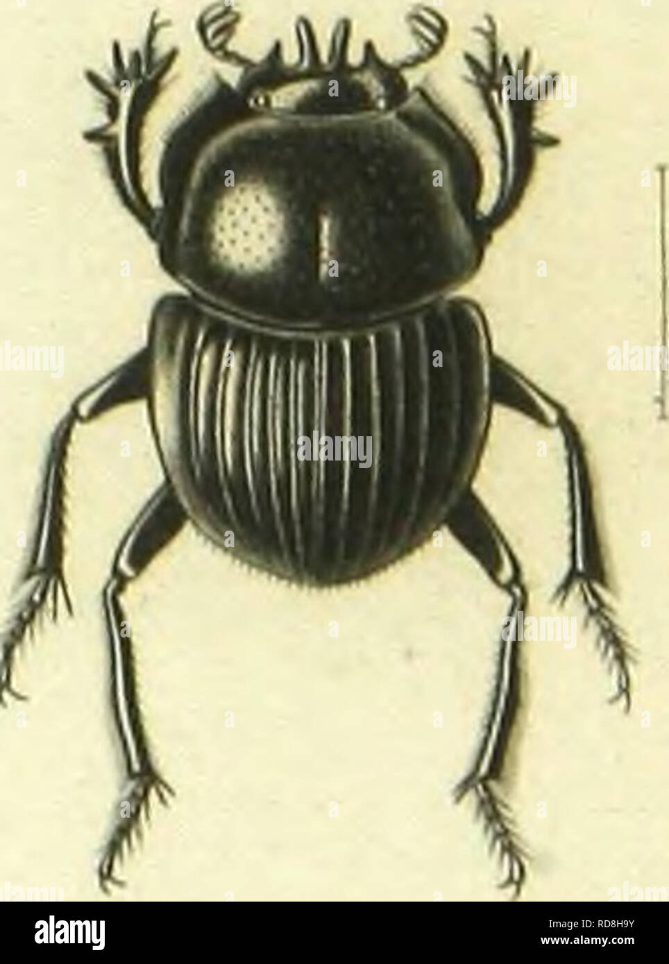 . Histoire naturelle des insectes : genera des coleopteres, ou expose methodique et critique de tous les genres proposes jusqu'ici dans cet ordre d'insects. Beetles. I Kiin-.inliini «,.,„.|,i,..„l™.fl„/ 2 Sccliay'i-s A.la,„n,ioi-,//;,«„, T) liuilrnopiis .lii™,-,,,.)™ ..;*•. 4 l'ipilissiis |„„...i,i„,.'»y i&quot;) ('cpluildilcsinjus nn„iç.c-./(;•,./«... Please note that these images are extracted from scanned page images that may have been digitally enhanced for readability - coloration and appearance of these illustrations may not perfectly resemble the original work.. Lacordaire, Theodore, 18 Stock Photo