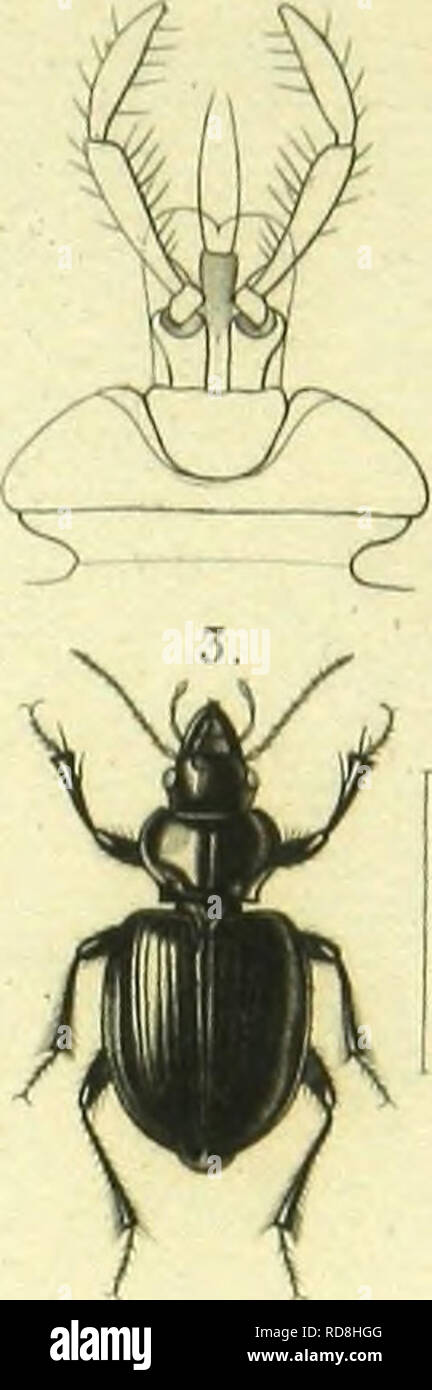 . Histoire naturelle des insectes : genera des coleopteres, ou expose methodique et critique de tous les genres proposes jusqu'ici dans cet ordre d'insects. Beetles. . Please note that these images are extracted from scanned page images that may have been digitally enhanced for readability - coloration and appearance of these illustrations may not perfectly resemble the original work.. Lacordaire, Theodore, 1801-1870; Chapuis, F. (Fe?licien), 1824-1879. Paris : Librairie Encyclopediaque de Roret Stock Photo