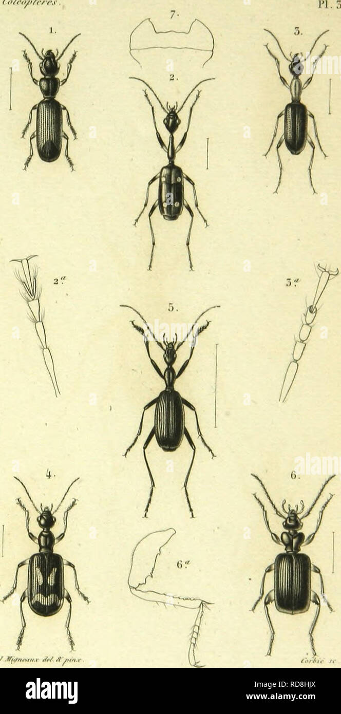 . Histoire naturelle des insectes : genera des coleopteres, ou expose methodique et critique de tous les genres proposes jusqu'ici dans cet ordre d'insects. Beetles. (W/,-. ./.Ifttnr.u,.r Jr/ A nm.r 1 Triifoiiodnojylii (â â¢i-,.,;nnin. /câ-t f, 2 ()|lllioil&lt;':i oviiiiocpphnla. fâ/.r. Ã .SicjliHi.l coru.ion./.(/p///. 4.1'uilivrha nmculaHi. fti./y 5. (lalerila tingiiMicoUiÂ»./Â»/. (). Ellllo.stns I.atii-illr(. Cm. Please note that these images are extracted from scanned page images that may have been digitally enhanced for readability - coloration and appearance of these illustrations may not Stock Photo