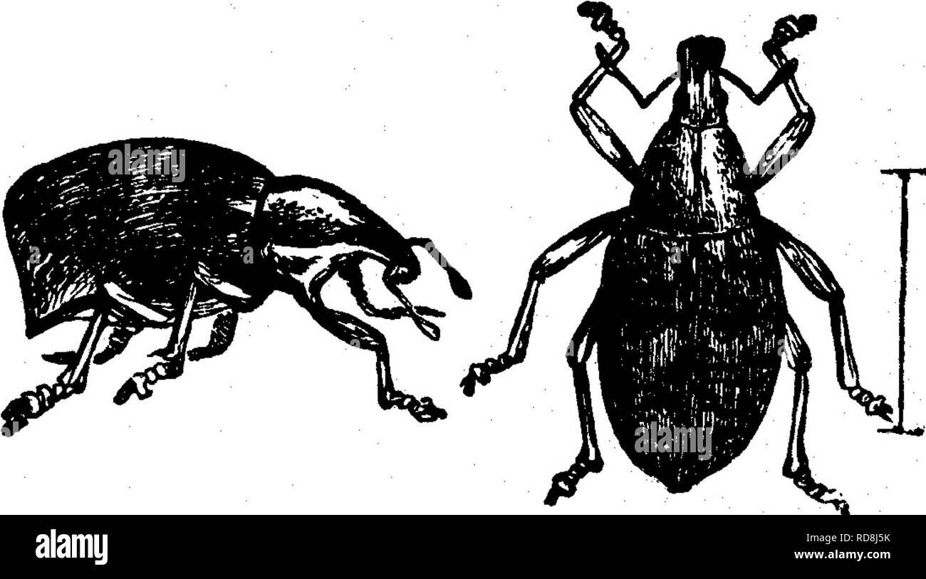 . Insects injurious to fruits. Illustrated with four hundred and forty wood-cuts. Insect pests. ATTACKING THE BRANCHES. 35 the orchards of New Jersey, Michigan, Illinois, Iowa, and Kansas. Should it at any time inflict serious injury, the only remedy as yet suggested is to search for the bored twigs in June and July, and cut them off and burn them. Ifo. 14.—The Imbricated Snout-beetle. Epiccerus imbricatus (Say). This is a small snout-beetle or weevil, which is common in some localities on apple and cherry trees and injures them by gnawing the twigs and fruit. It is most frequently ^^' found i Stock Photo