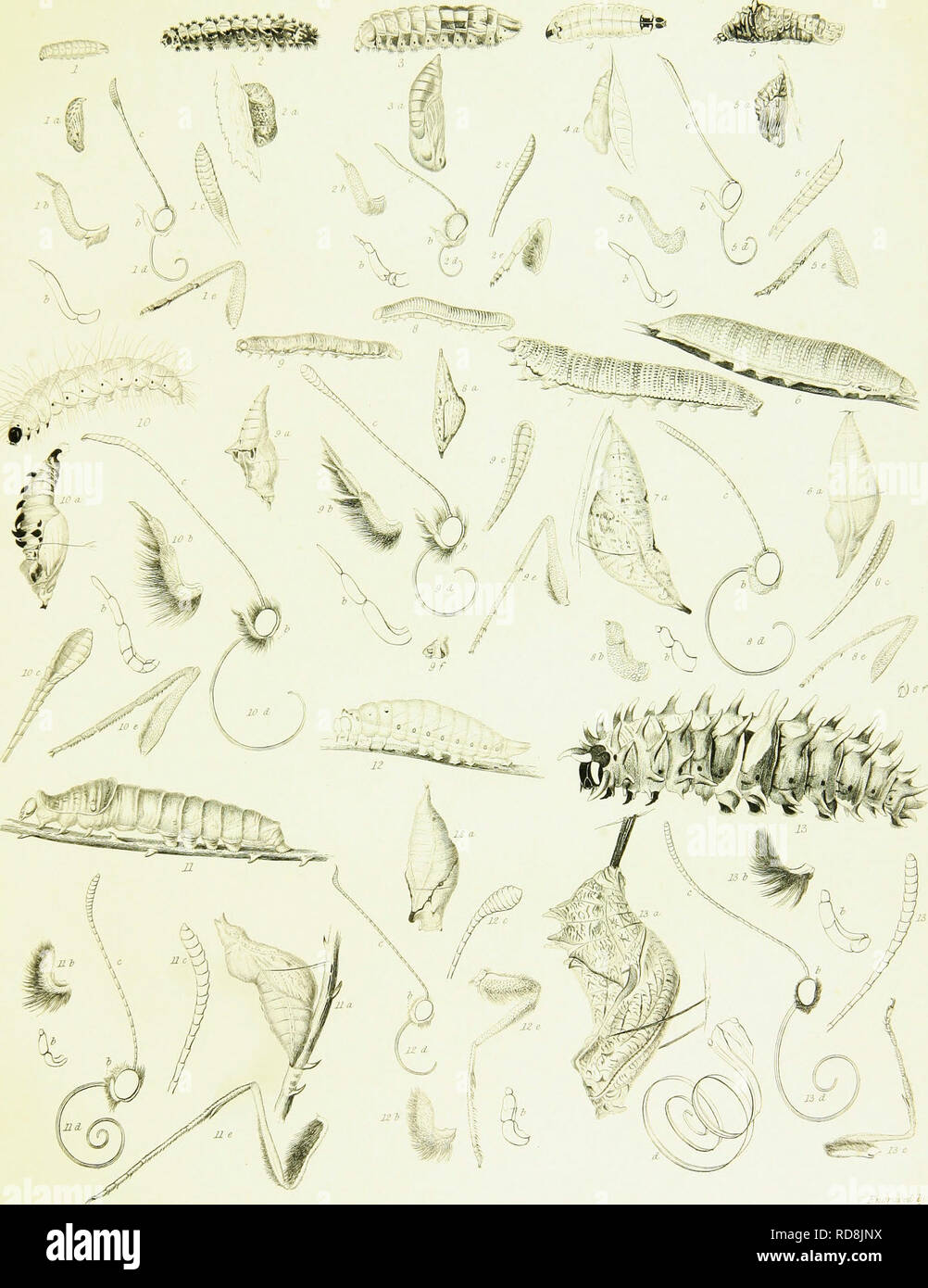 . A Descriptive catalogue of the lepidopterous insects contained in the Museum of the honourable East-India company, illustrated by coloured figures of new species and of the metamorphosis of Indian lepidoptera, with introductory observations on a general arrangement of this order of insects. Lepidoptera. _'. M^/r^^^' ^. i jyrawn by CM-^ATtts. Xonian,.FuiVjheA ij â â â ' ⢠''. Please note that these images are extracted from scanned page images that may have been digitally enhanced for readability - coloration and appearance of these illustrations may not perfectly resemble the original work. Stock Photo