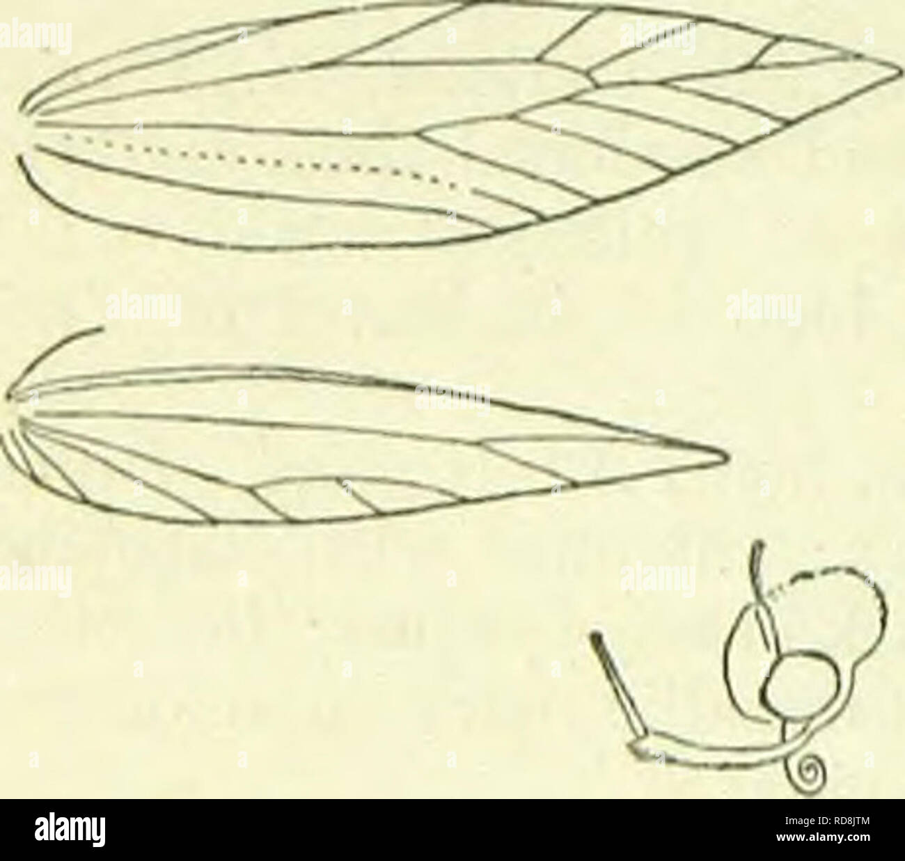 . A handbook of British lepidoptera. Lepidoptera. TINEINA [STATHMOPODA J, linear-lanceolate, cilia 6; transverse vein partly absent, G and 7 connate. A rather extensive genus, occurring especially in Australia, New Zealand, the Indo-Malayan and African regions; only two species have been found in Europe. Larva feeding in fruits or galls. Pupa in a silken cocoon. Imago with forewings narrow, broadest near base, long-pointed. All the species in repose often carry the posterior legs semierect, projecting between the anterior and middle pairs. 1. S. pedella, L. 10-14 mm. Forewings ochreous-yellow; Stock Photo