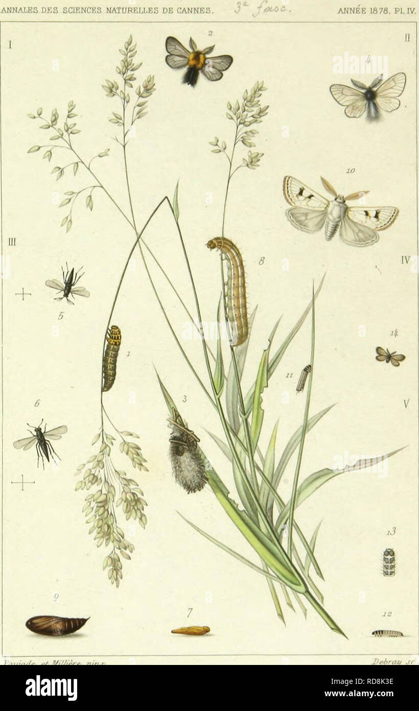 LeÌpidopteÌrologie. Lepidoptera. ANNALES DES SCIENCES NATURELLES DE CANNES.  J ft&gt;t4lC-. ANNEE 1878. PI. IV.. FawadK eil/iUiÃ -t, ptnji. Petrag . X.  1 Ã . 3. PsychÃ©- Apiformis, Roj.ri-. ( fTir. MelaJ-onm,