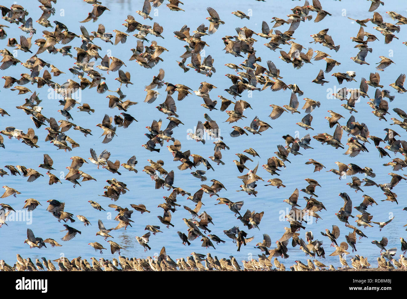 Large flock of red-billed quelea (Quelea quelea) in flight - at Chudob Waterhole - Etosha National Park, Namibia, Africa Stock Photo