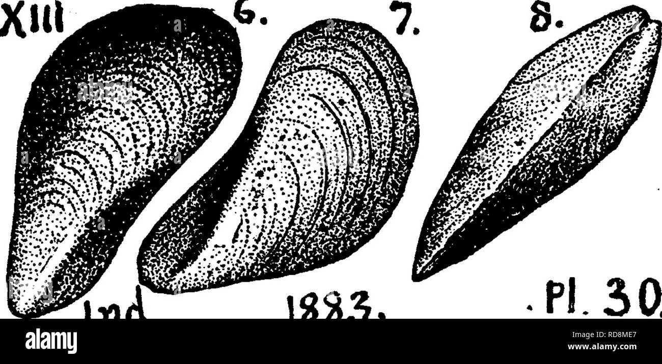 . A dictionary of the fossils of Pennsylvania and neighboring states named in the reports and catalogues of the survey ... Paleontology. Myal. 434 Measures. Geol. Survey of Penna. Annual Report for 1885, pp. 446, 454, figs. 15, 15 K,—XIIL Myalina (?) s^^allovi (McOhesney. New Palaeozoic Fossils, (». ^^n i5 ..^^ 1860, page 57.) CoUett's In- diana Report for 1883, page 141 plate 30, fig. 6, natitral size, outside of left valve; fig. 7, outside of right valve; fig. 8, back of another speci- inA. IS33« rl.oU. j32en.— Upper Coal Measures^ characteristic shell in all the States of the Mississippi Va Stock Photo