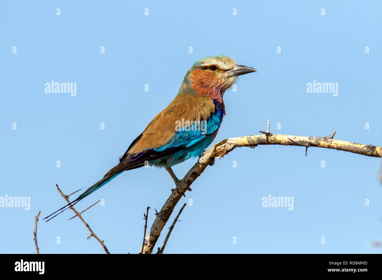 Lilac-breasted roller (Coracias caudatus) near Twee Palms Waterhole - Etosha National Park, Namibia, Africa Stock Photo