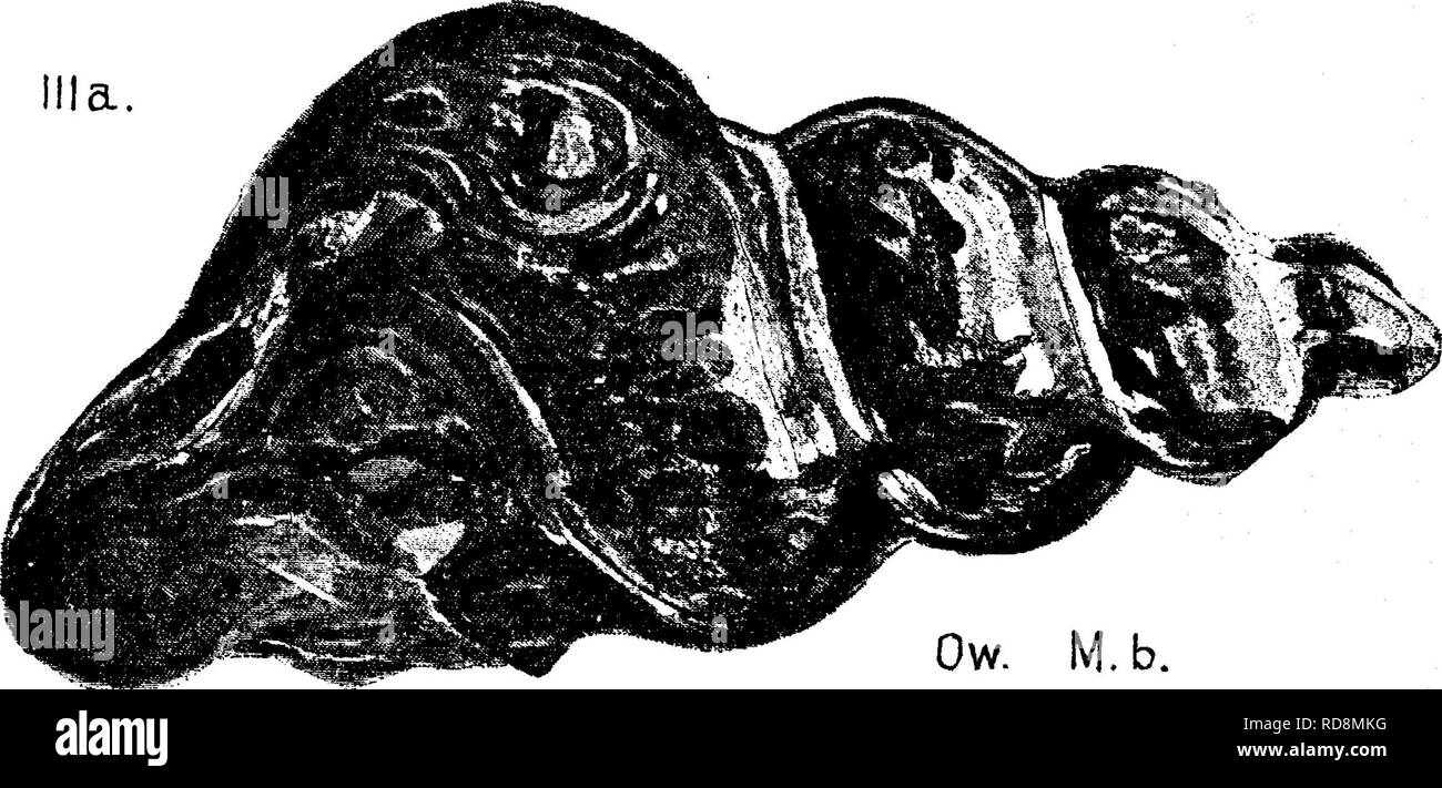 . A dictionary of the fossils of Pennsylvania and neighboring states named in the reports and catalogues of the survey ... Paleontology. Ow. M. b. II,c fig 8, a cast from Turkey river. Iowa. Murchisonia lidnGta, See Murchisonia milleri. and III,b. Murchisonia bivittata, Hall. Pal. N. Y., Vol. 2, 1852 i/b o^o Tijr i- • /.• w, * ,TT TIN Geol. Canada f ^ 343.—Murchisonia bivittata ^Haln. 1863, page 339, .—,. fig. 343. Guelph^ iJ-&gt;'' or Gait forma- i{^6&gt;^,immediately Geo/.cm':^,...^'*''* ^BS3 overlying the Niagara limestone, Vh', Murchisonia boydii, {Loxonema loydii.) Hall's Geol. 4th. ^^ ^' Stock Photo