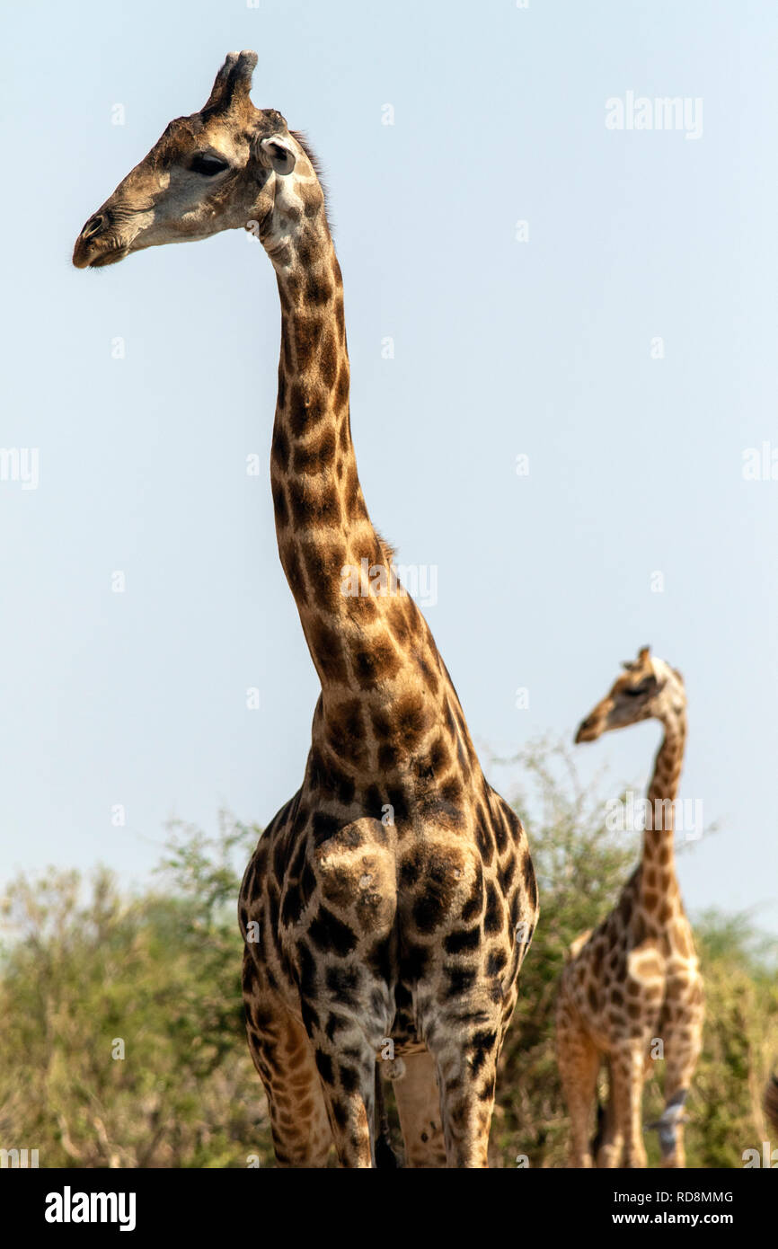 Giraffe at Tsumcor Waterhole - Etosha National Park, Namibia, Africa Stock Photo