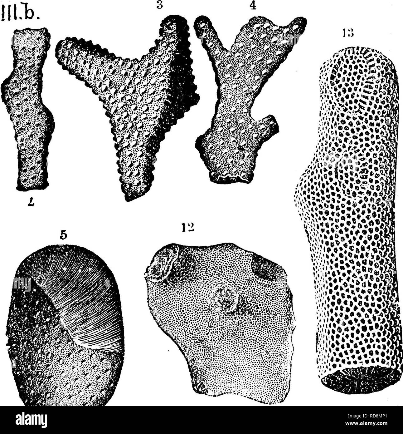 . A dictionary of the fossils of Pennsylvania and neighboring states named in the reports and catalogues of the survey ... Paleontology. Monticulipora ulrichi. (Nicholson, Structure &amp; AfF. of Mont. 1881) Oollett's Indiana Report of 1882, page 249, plate xi, fig. 10, a small fragment.—Hudson River (Ginoinnati) formation, Illh.—S. A. Miller remarks here that he showed in Jour. Cin. Soc. N. H., Vol. 5, that Nicholson's six sub- 7^,155;^, ^'&quot;^^^^PXl ^£^?igr^ are of very little value. Monticulipora corals of undetermined species figured in Ool- lett's Indiana Rep o r t of 1882 (Van Clove's Stock Photo