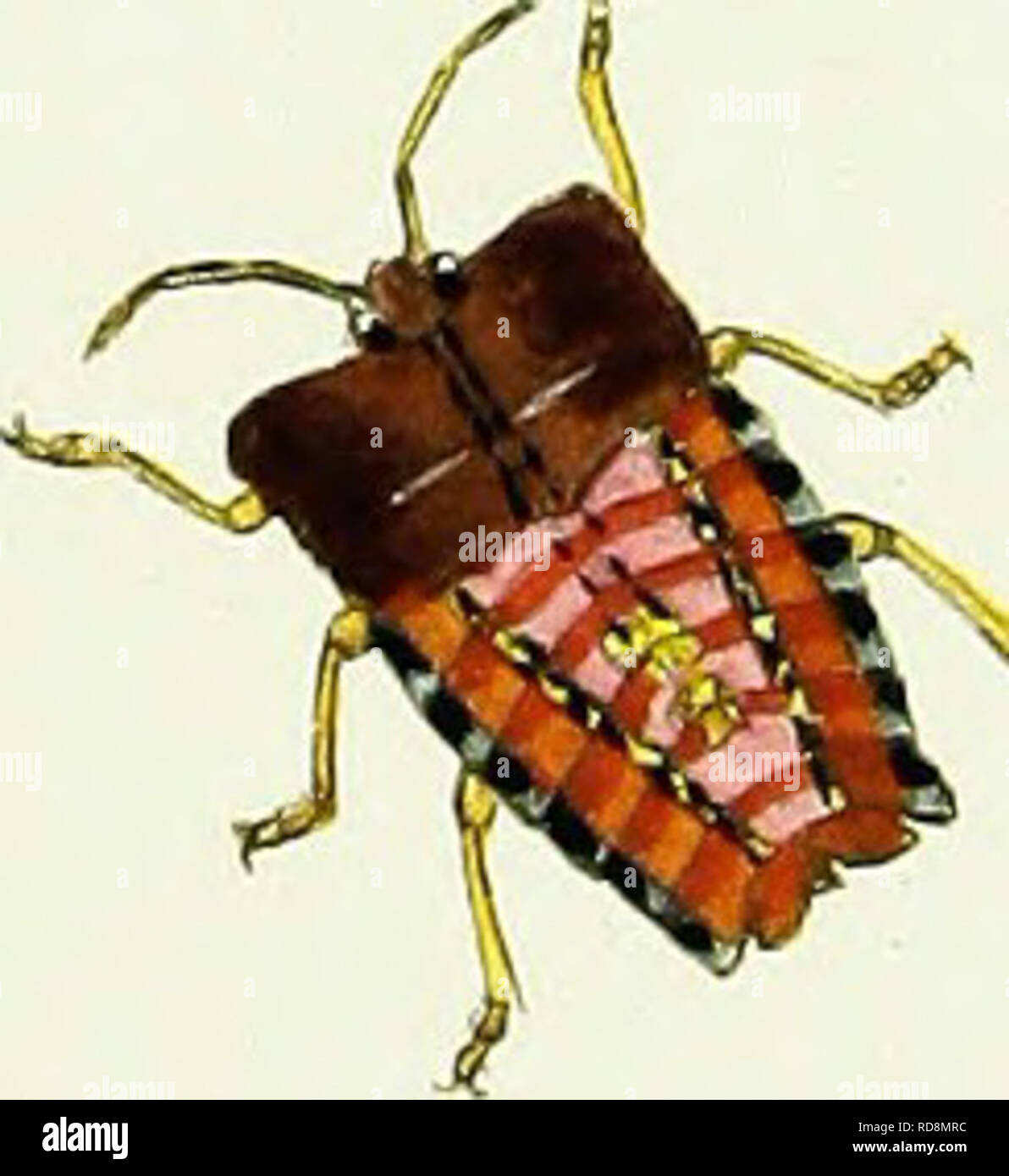 Natural history of the insects of India, containing upwards of two