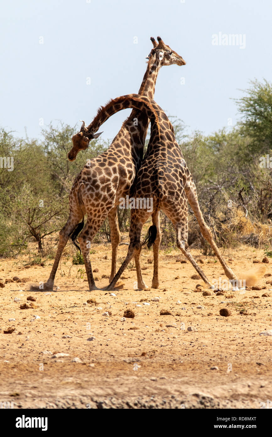 Male giraffe sparring or 'necking' at Tsumcor Waterhole - Etosha National Park, Namibia, Africa Stock Photo