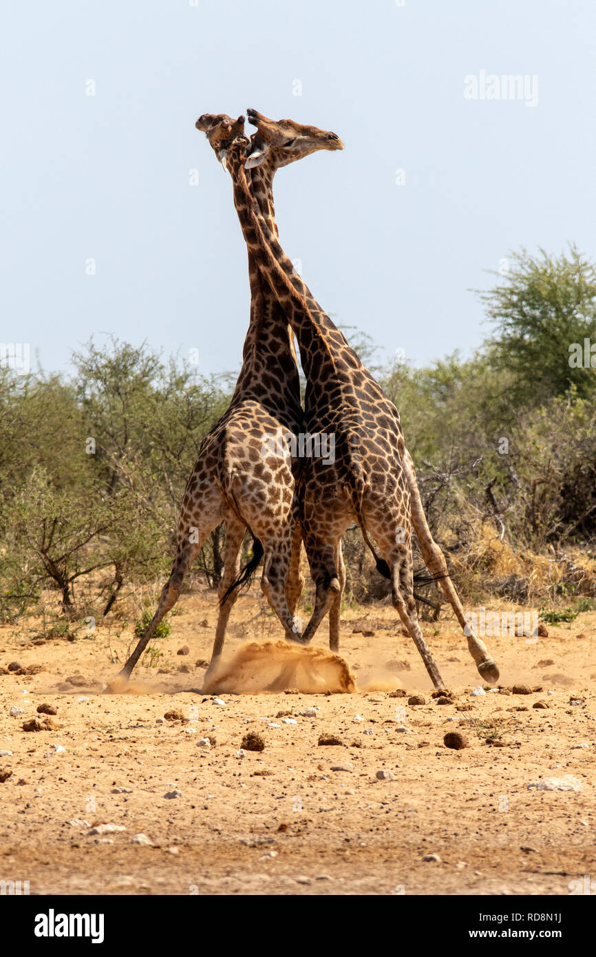 Male giraffe sparring or 'necking' at Tsumcor Waterhole - Etosha National Park, Namibia, Africa Stock Photo