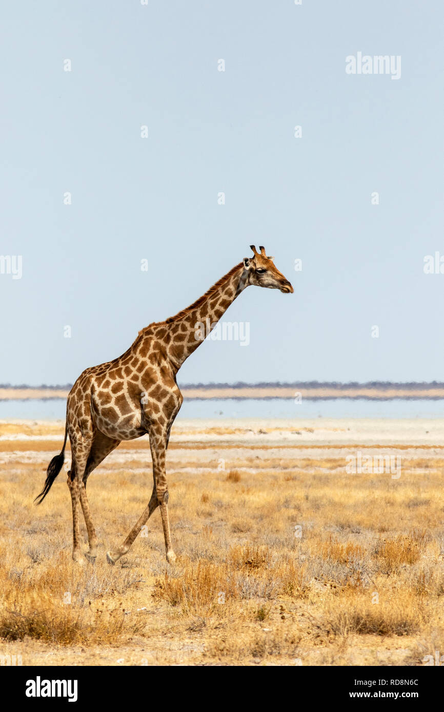 Giraffe walking near Etosha Pan, Etosha National Park, Namibia, Africa Stock Photo