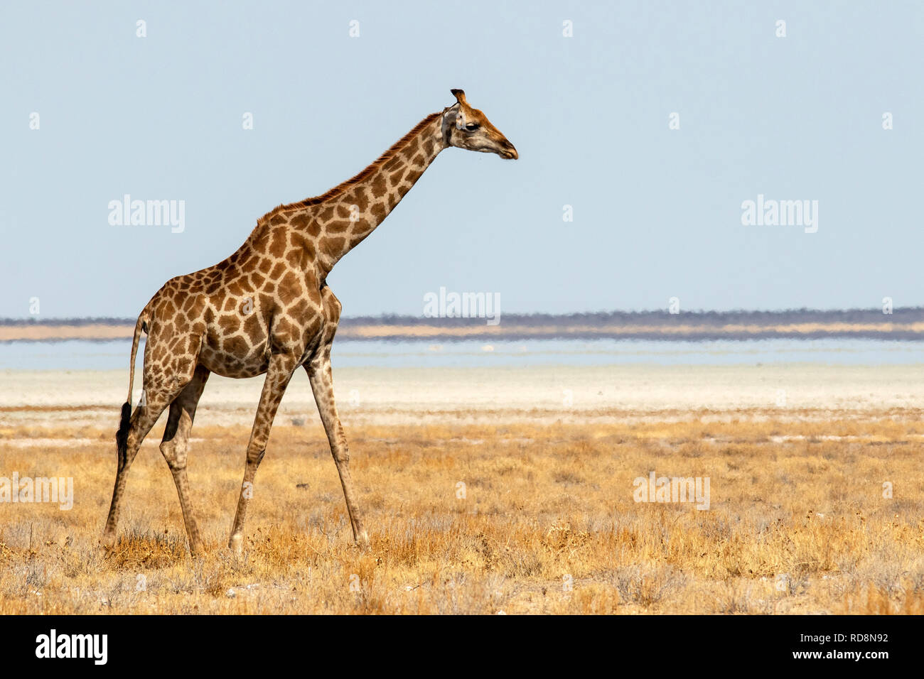 Giraffe walking near Etosha Pan, Etosha National Park, Namibia, Africa Stock Photo