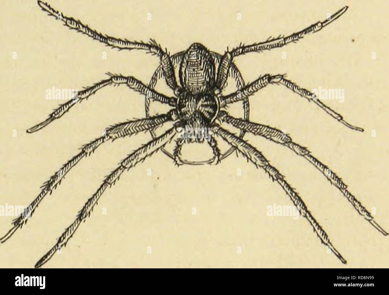 Huntsman spider inside hi-res stock photography and images - Alamy