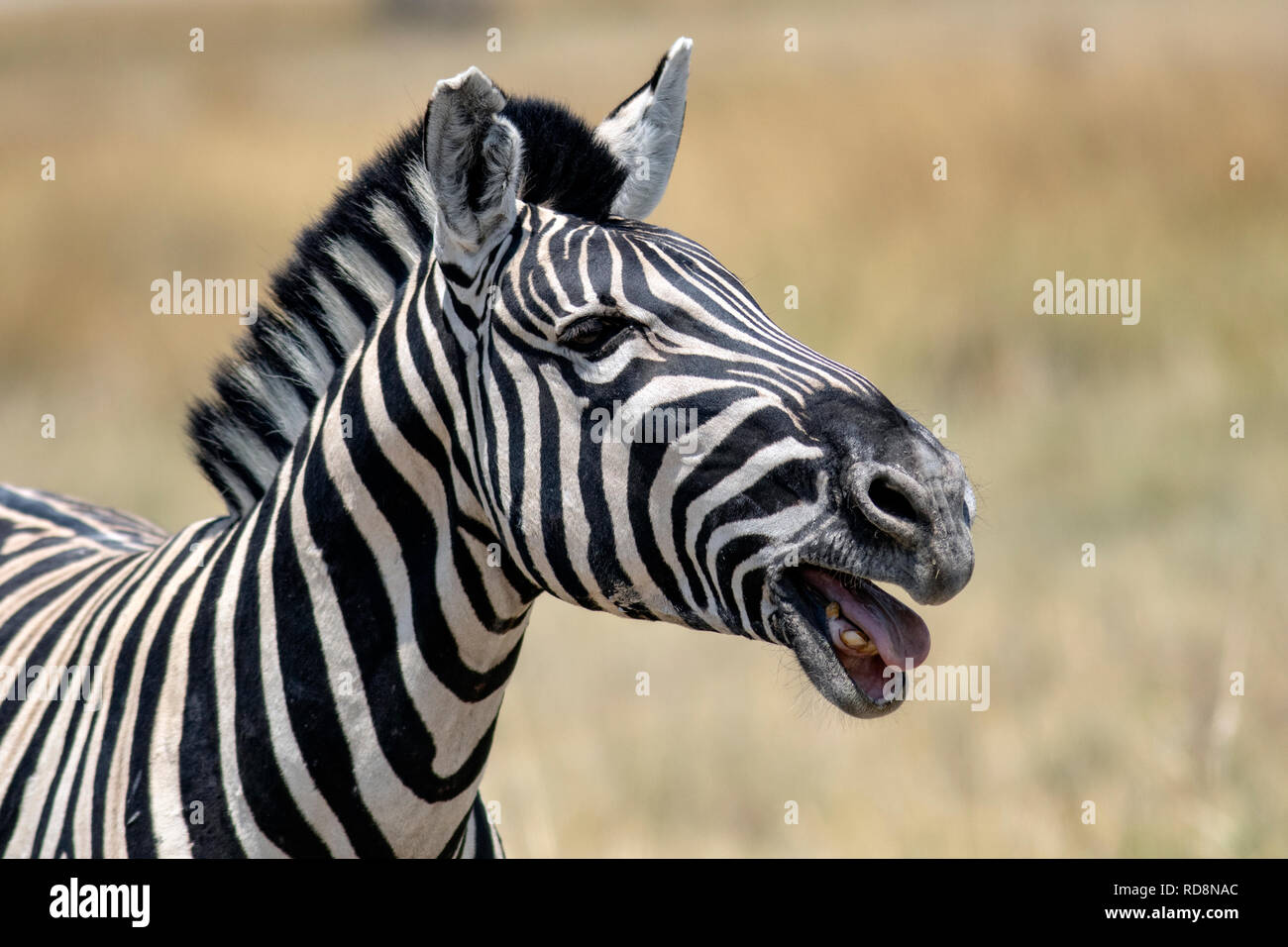 Burchell's zebra (Equus quagga burchellii) - at Springbokfontein, Etosha National Park - Namibia, Africa Stock Photo