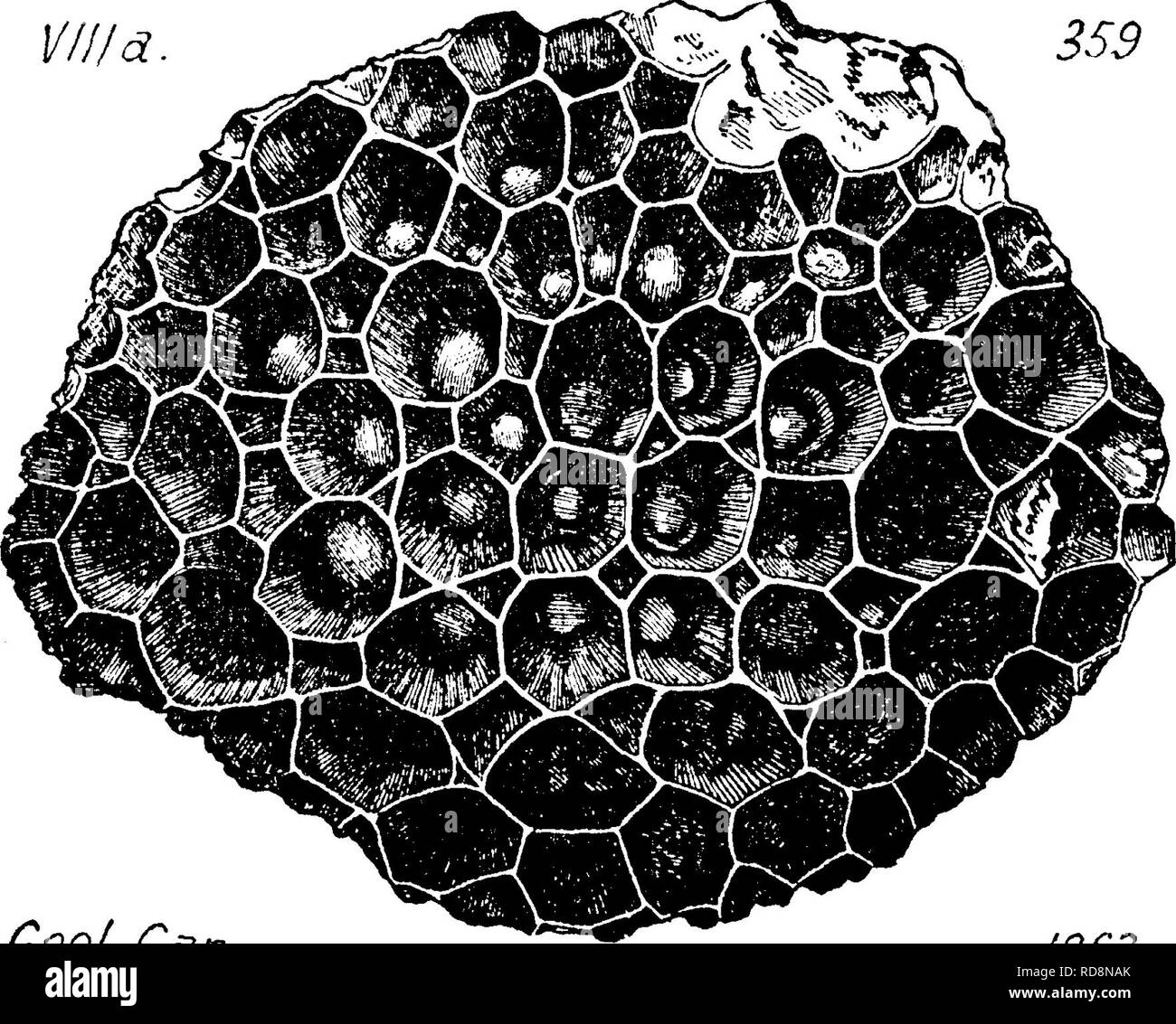 Michelinia High Resolution Stock Photography And Images Alamy