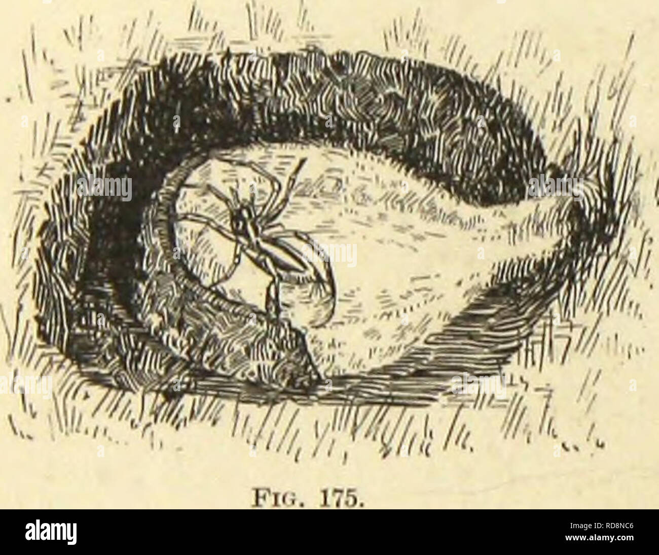 . American spiders and their spinning work. A natural history of the orbweaving spiders of the United States, with special regard to their industry and habits. Spiders. 144 AMERICAN SPIDERS AND THEIR SPINNINGWORK. After an absence of a lialf liour I returned to find that in tlie interval the spider had oviposited upon the central part of the cushion, and was then engaged in covering the&quot; hemispherical egg mass with a silken envelope, working like a mason spreading mortar with a trowel. Unluckily, at this stage of work I had to leave for an imperative en- gagement, and did not see my spide Stock Photo