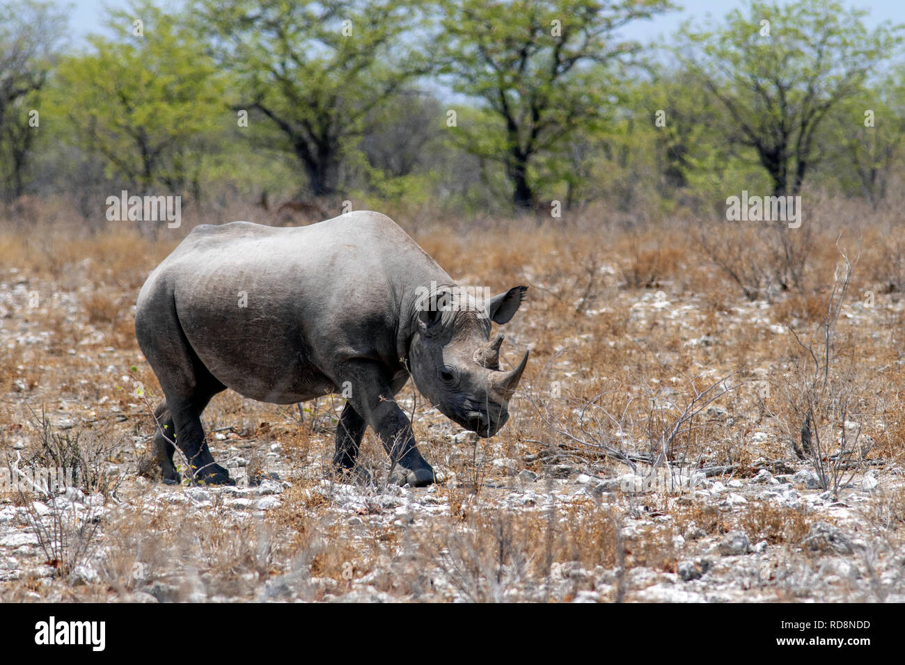 Black Rhino (Diceros bicornis) - Etosha National Park, Namibia, Africa Stock Photo