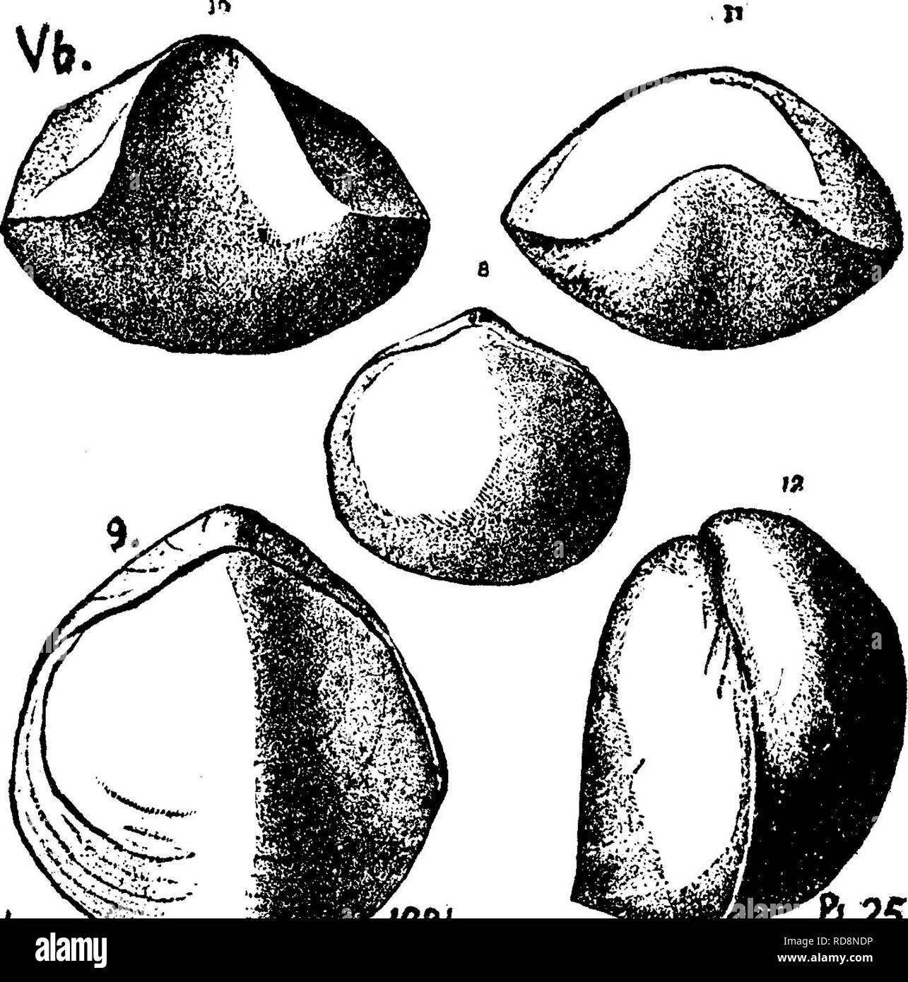. A dictionary of the fossils of Pennsylvania and neighboring states named in the reports and catalogues of the survey ... Paleontology. Meris. 396 Meristella ? Spec. 890-3, of Sherwood, E. Liberty, Brad- ford Co. Upper Chemung^ VIIIg. Meristina {Meristella) maria, Hall, Pal. N. Y.IV, 1867, p. 299; 28th Rt. Mus. Edit. 1879, pi. 25, figs. 8-12.— Pal. Ohio, Vol. 2, page 132, plate 7, figs. 5, 6. — Figures here taken from CoUett's Indiana report of 1881, p 299, plate 25, fig. 8, back of a young shell, which has not begun to develop the middle groove, and is proportionately broader than old ones ; Stock Photo