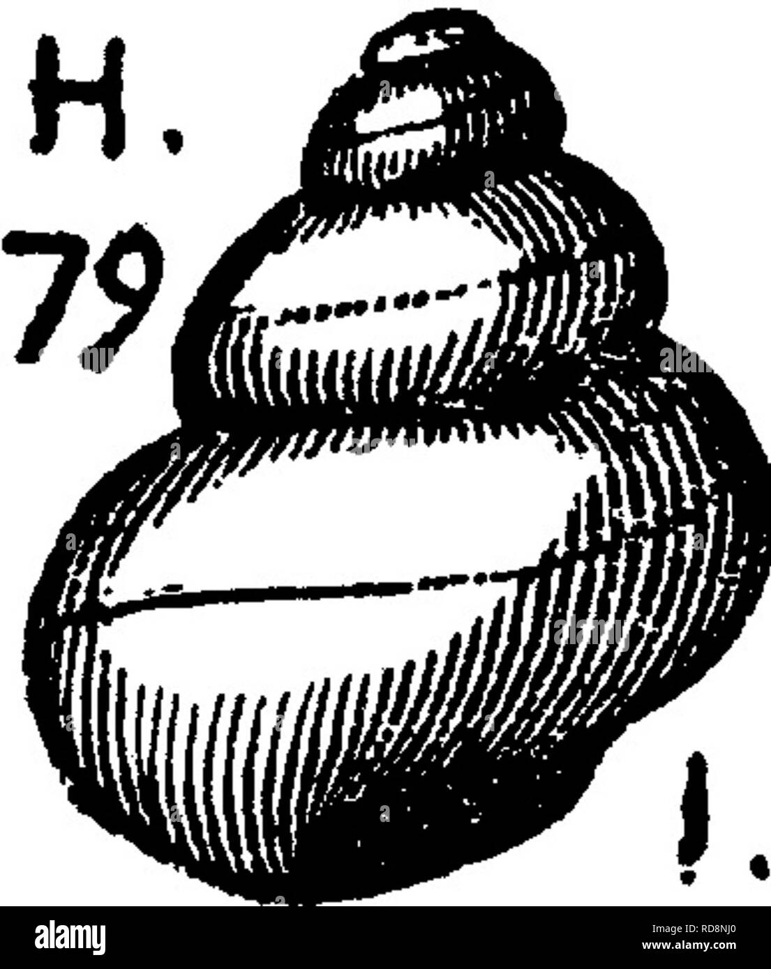 . A dictionary of the fossils of Pennsylvania and neighboring states named in the reports and catalogues of the survey ... Paleontology. page 117, fig. 28, a, 5, a small specimen, the dotted lines show- ing the elevation of the spiral in other specimens; 28 c^ rf, other specimens. Caldferous sandstone formation. II a. Pleurotomaria leavenworthana. See Cyclonema leaven- w^orthana. ^XI. Pleurotomaria lenticularis. See Raphistoma lenticu- laris. // c. Plexirotomaria lineata.^ Hall, (now Pleurotomaria itys, VIK.C/ W*f  eeeI11ust.Dev.Fo88.1876.) {Turlo lineatus., Hall, Geol. 4th District, N. fpl-^  Stock Photo