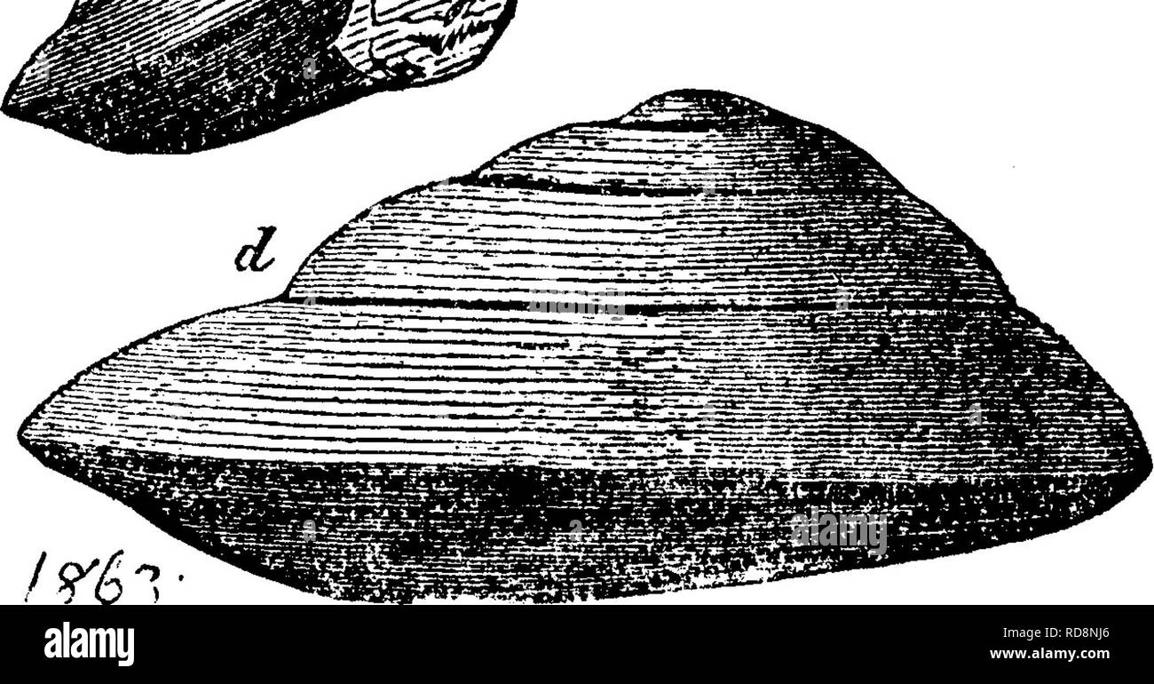 . A dictionary of the fossils of Pennsylvania and neighboring states named in the reports and catalogues of the survey ... Paleontology. page 117, fig. 28, a, 5, a small specimen, the dotted lines show- ing the elevation of the spiral in other specimens; 28 c^ rf, other specimens. Caldferous sandstone formation. II a. Pleurotomaria leavenworthana. See Cyclonema leaven- w^orthana. ^XI. Pleurotomaria lenticularis. See Raphistoma lenticu- laris. // c. Plexirotomaria lineata.^ Hall, (now Pleurotomaria itys, VIK.C/ W*f  eeeI11ust.Dev.Fo88.1876.) {Turlo lineatus., Hall, Geol. 4th District, N. fpl-^  Stock Photo