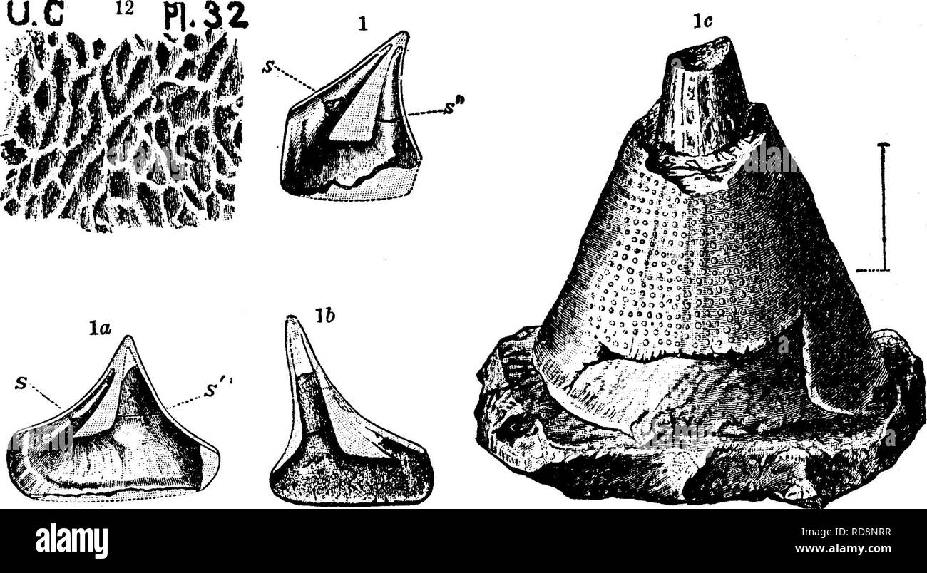 . A dictionary of the fossils of Pennsylvania and neighboring states named in the reports and catalogues of the survey ... Paleontology. Matt. 382 UC. margin; Fig. 10, partition (septum) across inner chamber (as at S', fig. la, pi. 33.); Fig. 11, section of apex broken off at septa in inner chamber. Fig. 12, inner surface of chamber of habitation, enlarged.—On plate 23, are figs. 1, 1^, b casts of chamber of habitation and inner chambers; septa, at *', s'.; fig. Ic, end view of conical specimen, showing cast of an inner chamber, etc. Other figures omitted.—Lower Cambrian^ L, C. Mazonia woodia Stock Photo