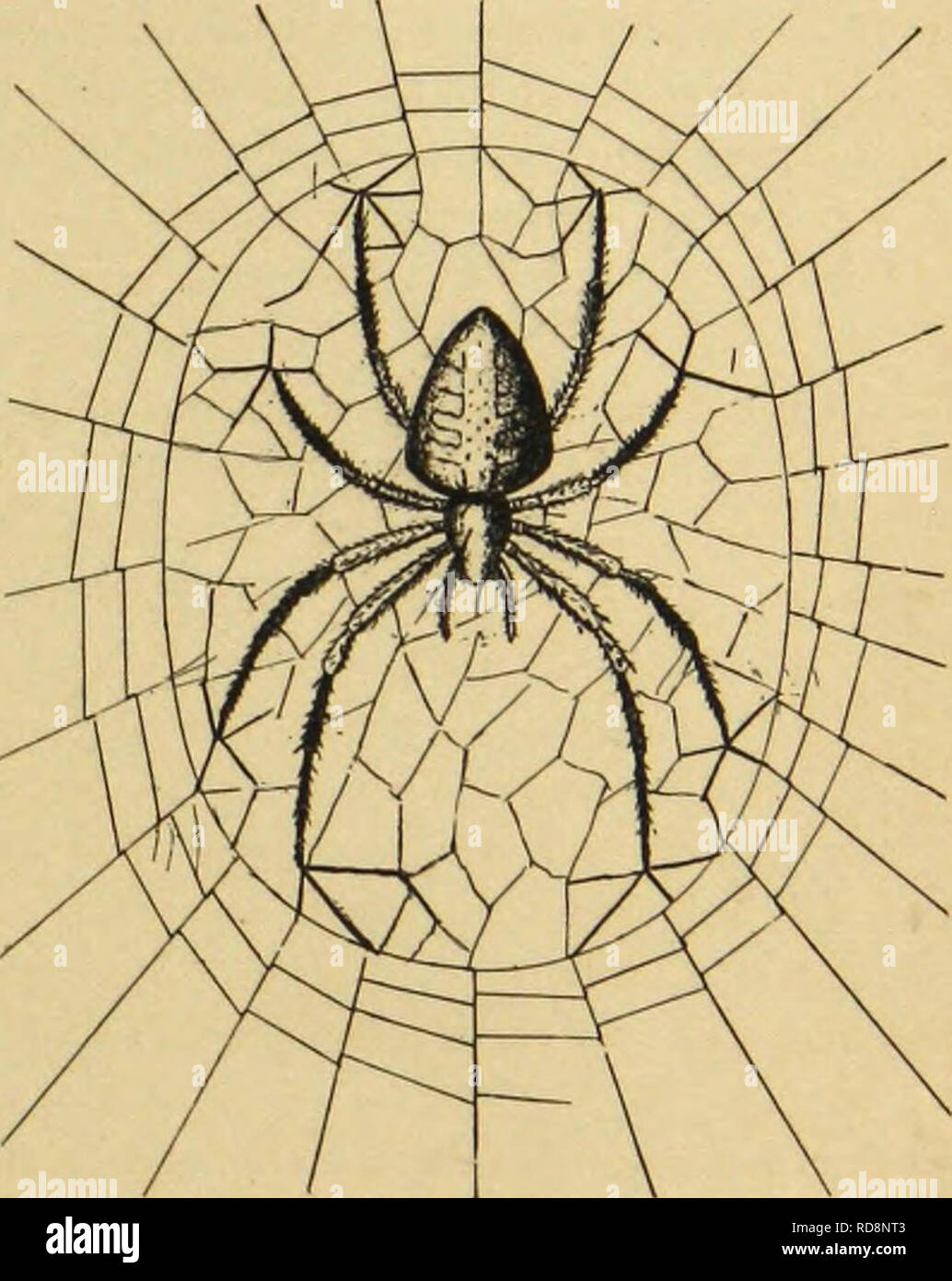 American spiders and their spinning work. A natural history of the