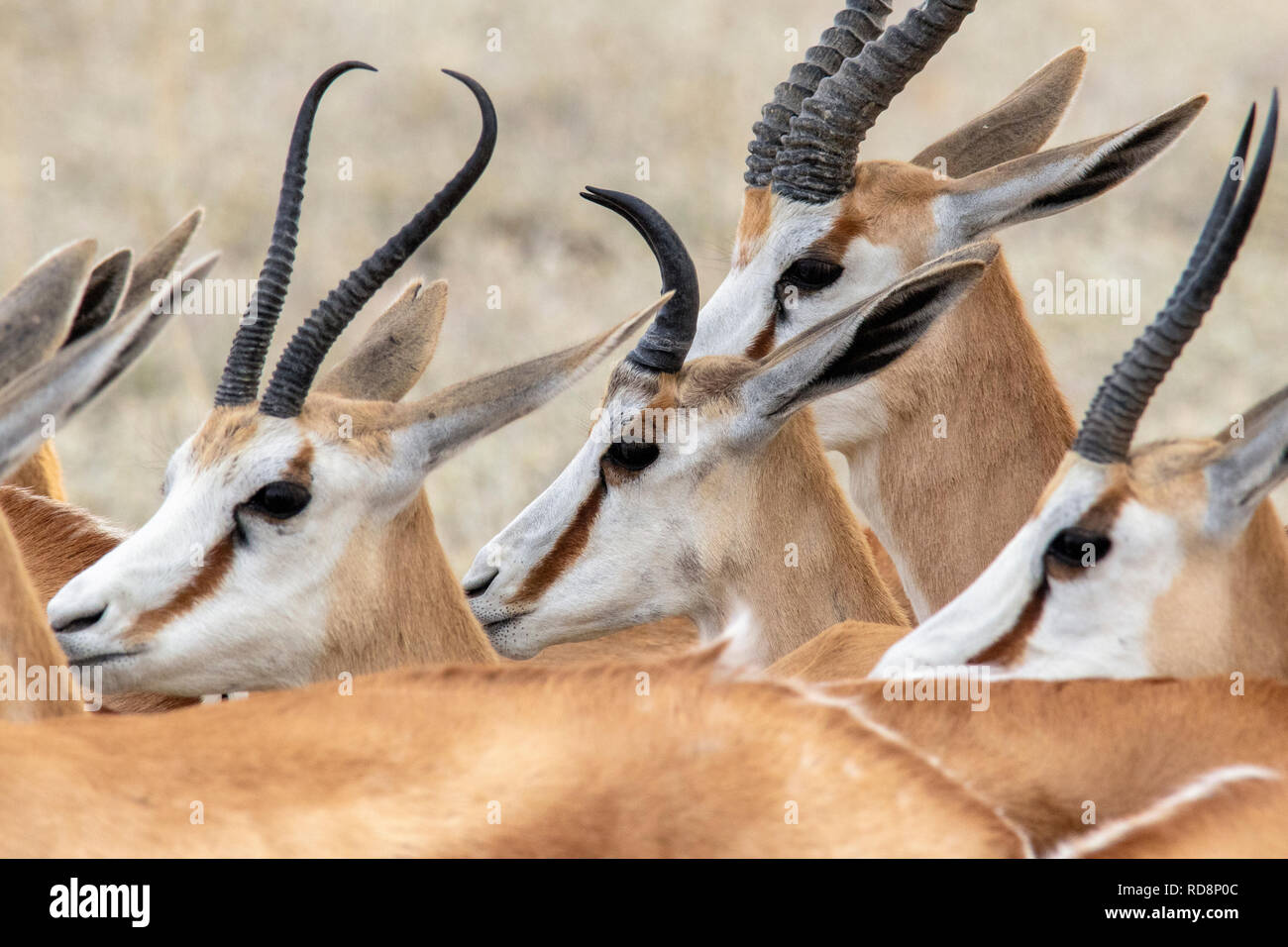 Close-up of Springbok heads and horns (Antidorcas marsupialis) - Etosha National Park, Namibia, Africa Stock Photo