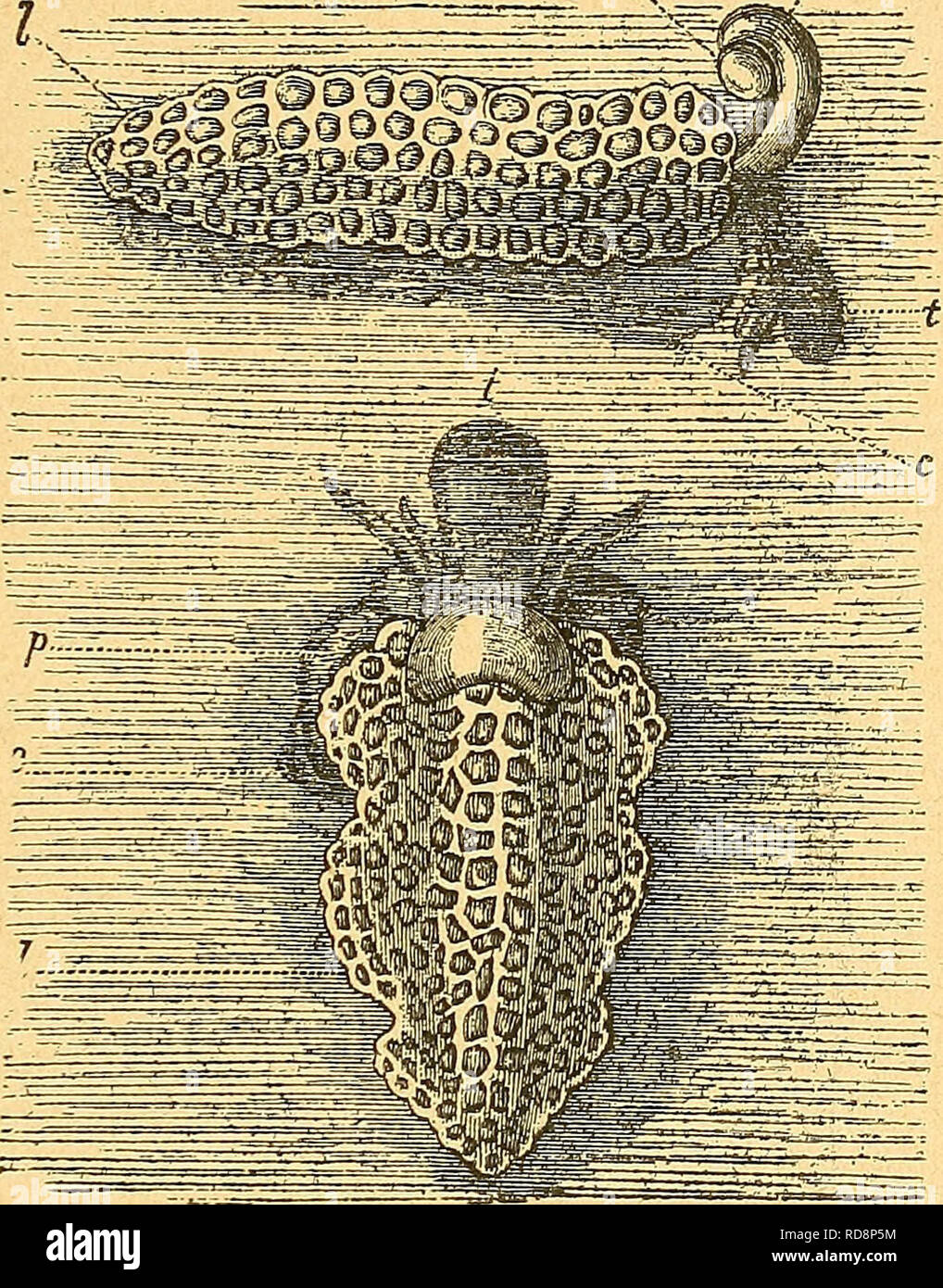 . Einführung in die europäische Meeresmolluskenfauna an der Hand ihrer