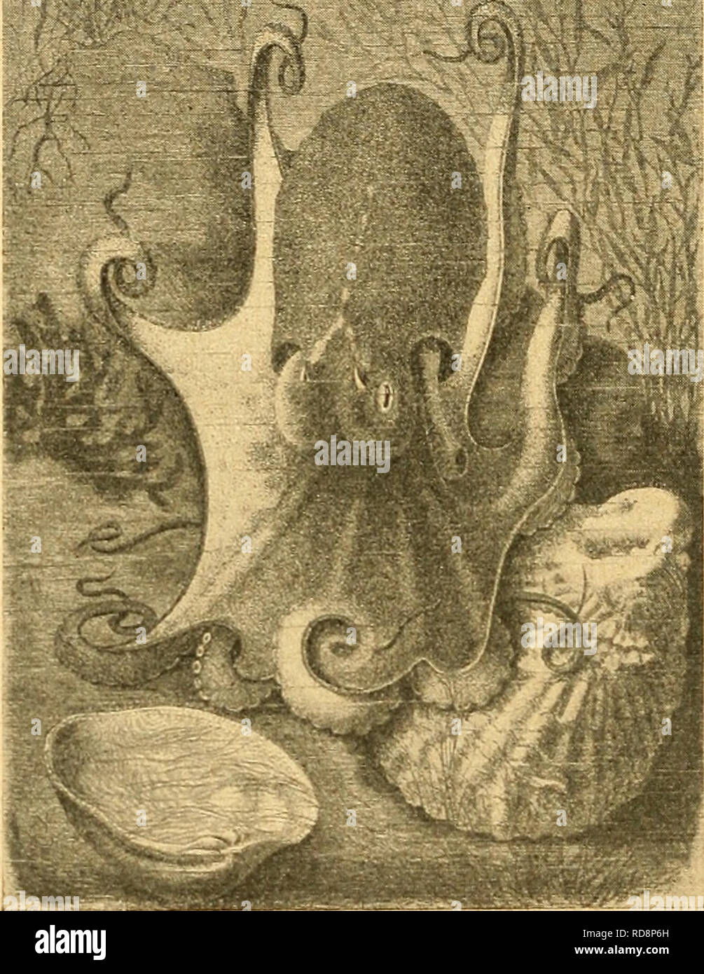 . Einführung in die europäische Meeresmolluskenfauna an der Hand ihrer Hauptrepräsentanten. 92 pen (Eledöne Leach). Sie unterscheiden sich von Octopus und Ocythoe auf den ersten Blick durch nur eine Reihe von Saugnäpfen auf den Armen. Auch bleiben sie in der Körpergröße ziemlich bedeutend hinter jenen zurück. Die Moschuseledonen können ihr Aussehen eben- falls nach Belieben sehr verändern, bald erscheinen sie glatt, bald warzig. Charakteristisch ist auch die bis auf den Rücken reichende Größe der Mantelöffnung.. Text-Fig. 95. Die Moschuseledone (Eledone moschata) (nach Brehm). 'U'd. nat. Gr. D Stock Photo