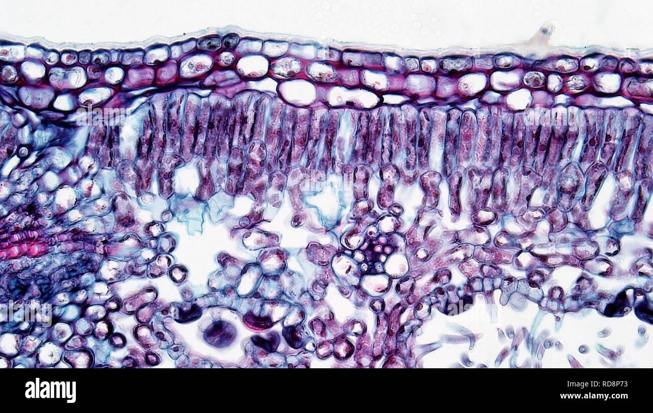 Angiosperm Leaf Adaxial Epidermis and Cuticle in Nerium (37814260526). Stock Photo