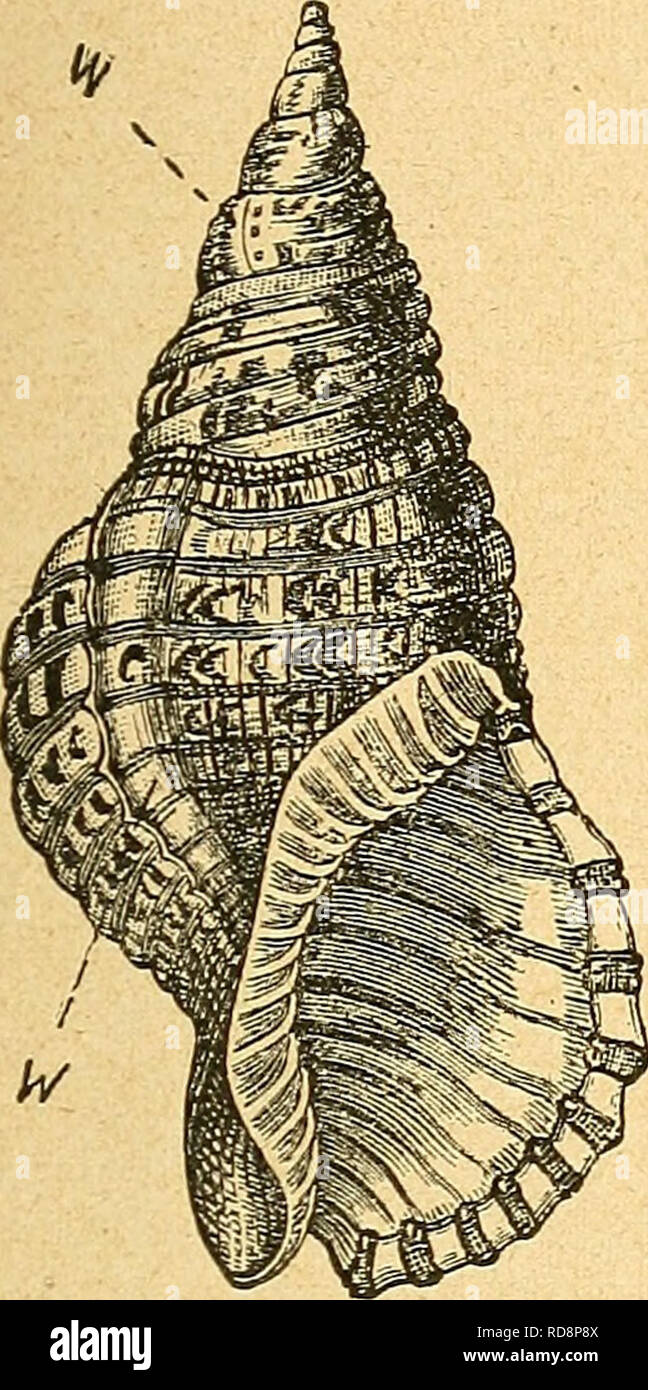 . EinfÃ¼hrung in die europÃ¤ische Meeresmolluskenfauna an der Hand ihrer HauptreprÃ¤sentanten. 47 FÃ¼r die Spindel endlich gebraucht man Bezeichnungen wie: spitz, abgestutzt, rund, gefaltet, gedreht, durchbohrt. Die FÃ¤rbung der Schale liegt bei den Meeresschnecken nicht in so ausgedehnter Weise in der Schalenoberhaut, dem Periostrakum, allein, wie bei den Landschnecken, es gibt vielmehr zahlreiche Schneckenge- hÃ¤use, bei denen die SchÃ¶nheit ihrer FÃ¤rbung und Zeichnung erst nach Entfernung dieser obersten Schicht zu Tage tritt.. %T B Jtf â. Please note that these images are extracted from s Stock Photo