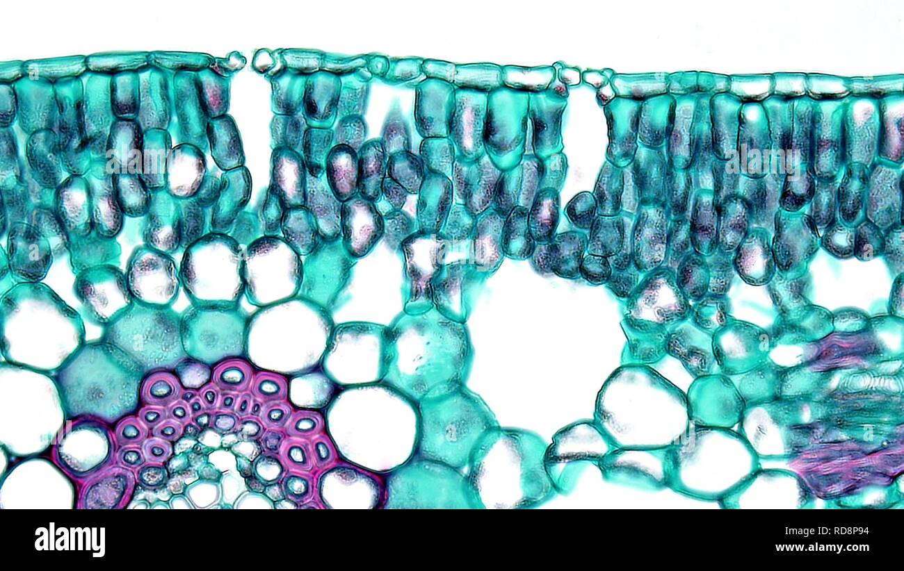 Angiosperm Leaf Stomata in Adaxial Epidermis of the Hydrophyte Potamogeton (36855803595). Stock Photo