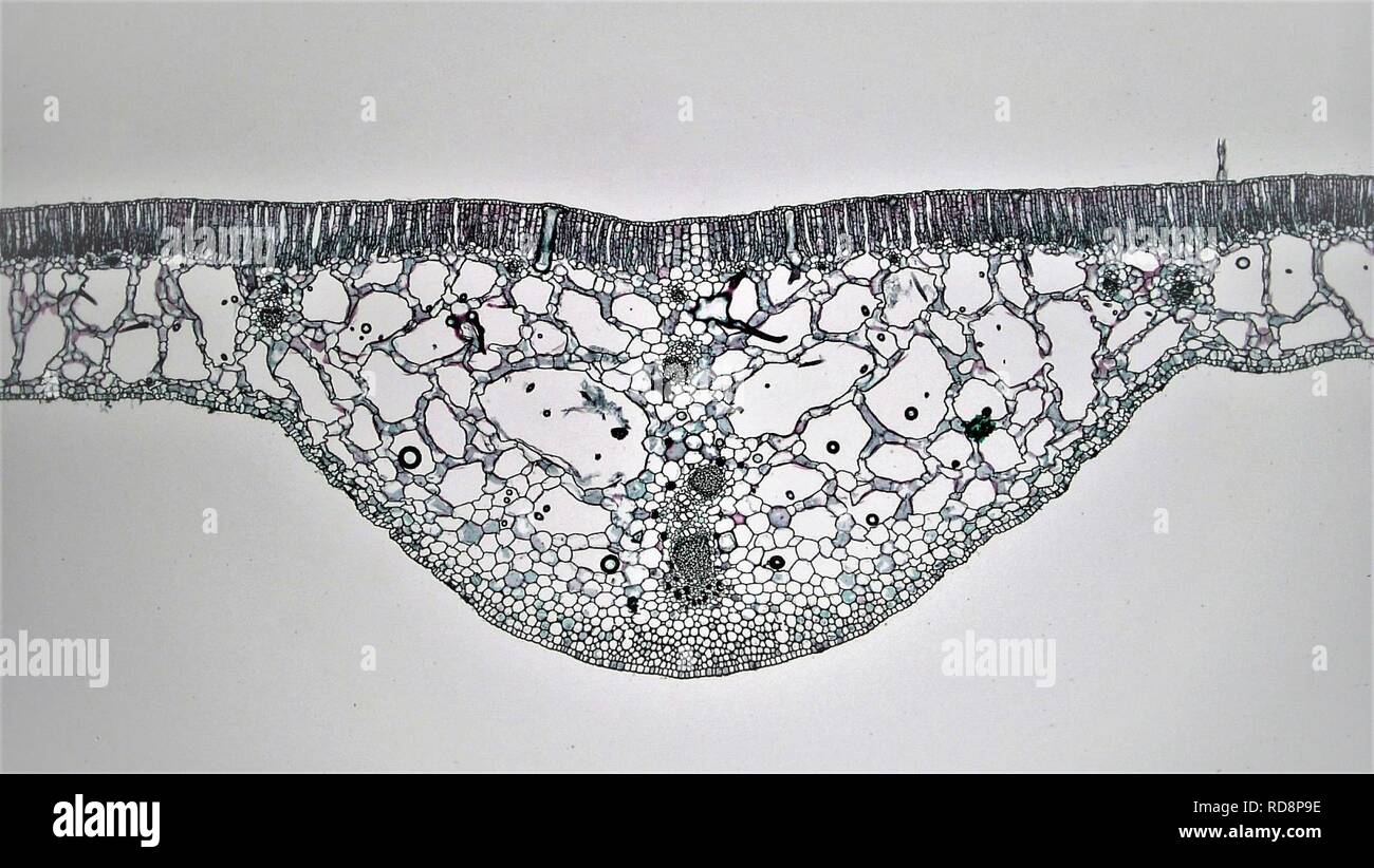 Angiosperm Leaf The Hydrophytic Dicotyledonous Leaf of Nymphaea (37531065536). Stock Photo