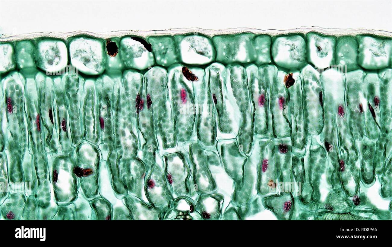 Angiosperm Morphology Adaxial Epidermis in Ligustrum (36845195186). Stock Photo
