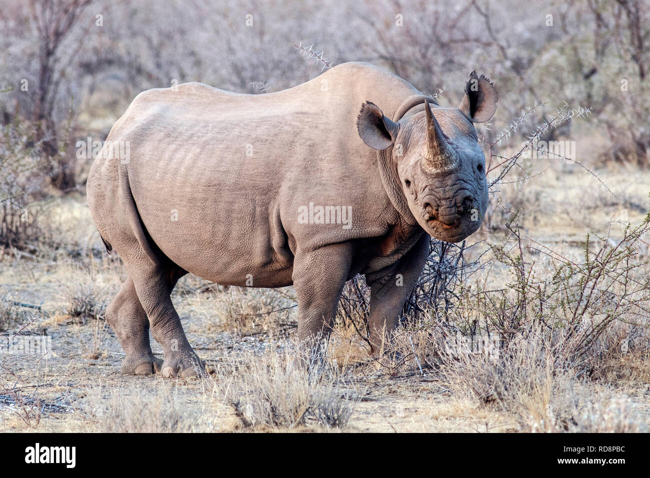Black Rhino (Diceros bicornis) - near Etosha National Park, Namibia, Africa Stock Photo