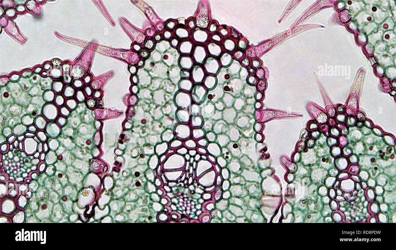 Angiosperm Morphology Stomata in Adaxial Grooves in Ammophila (37123166481). Stock Photo
