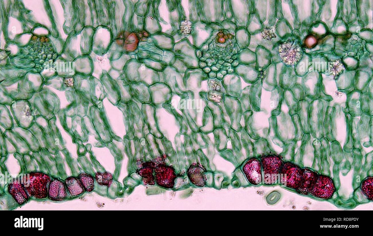 Angiosperm Morphology Stomata in the Xerophytic Leaf of Larrea