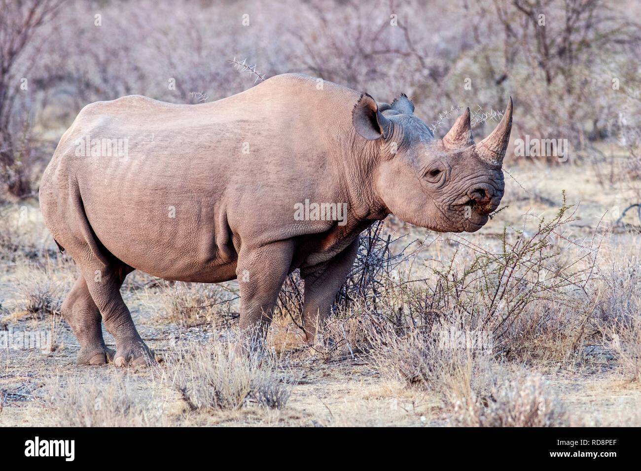 Black Rhino (Diceros bicornis) - near Etosha National Park, Namibia, Africa Stock Photo