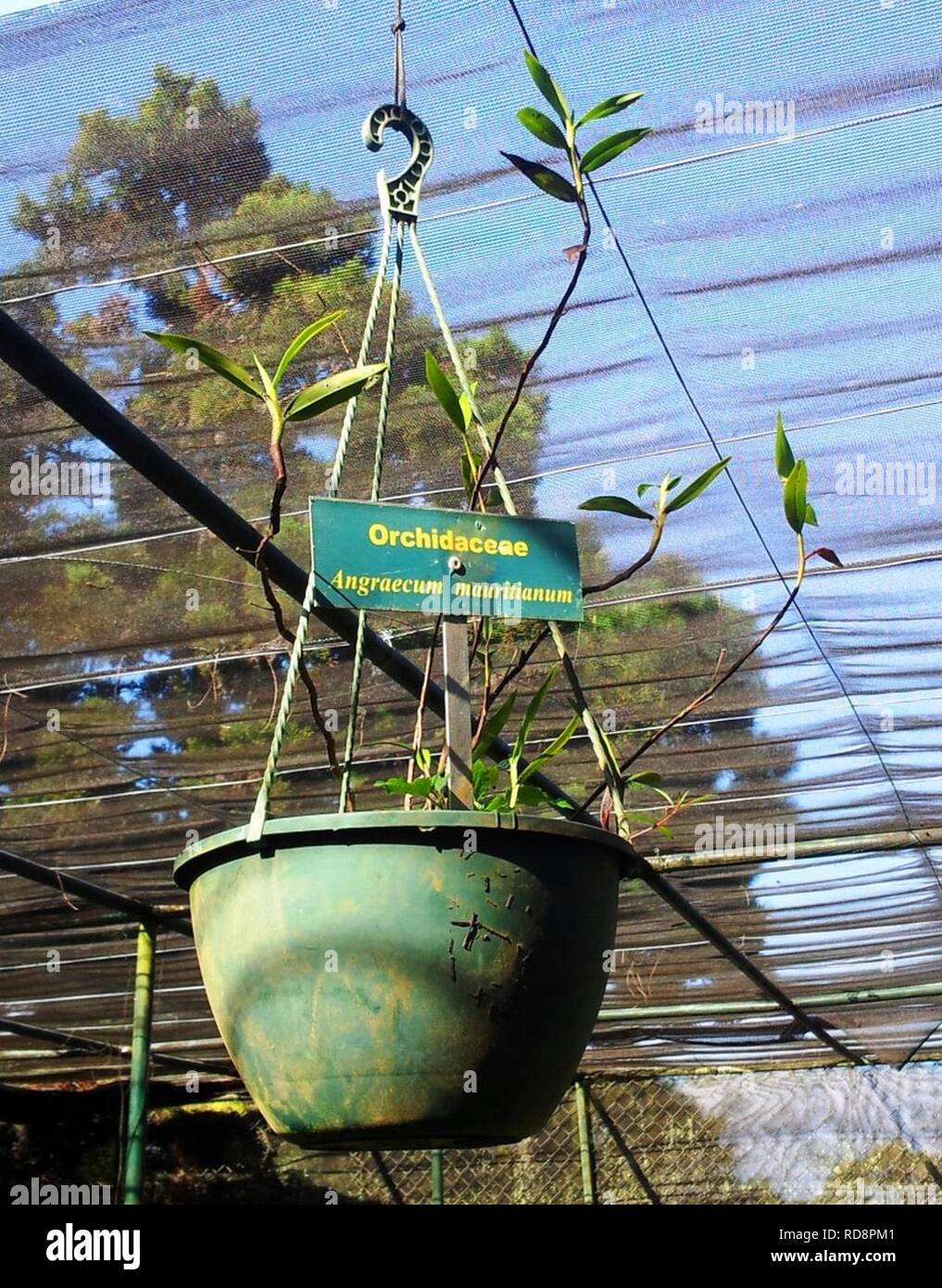 Angraecum mauritianum orchid - Monvert fernery Mauritius 3. Stock Photo