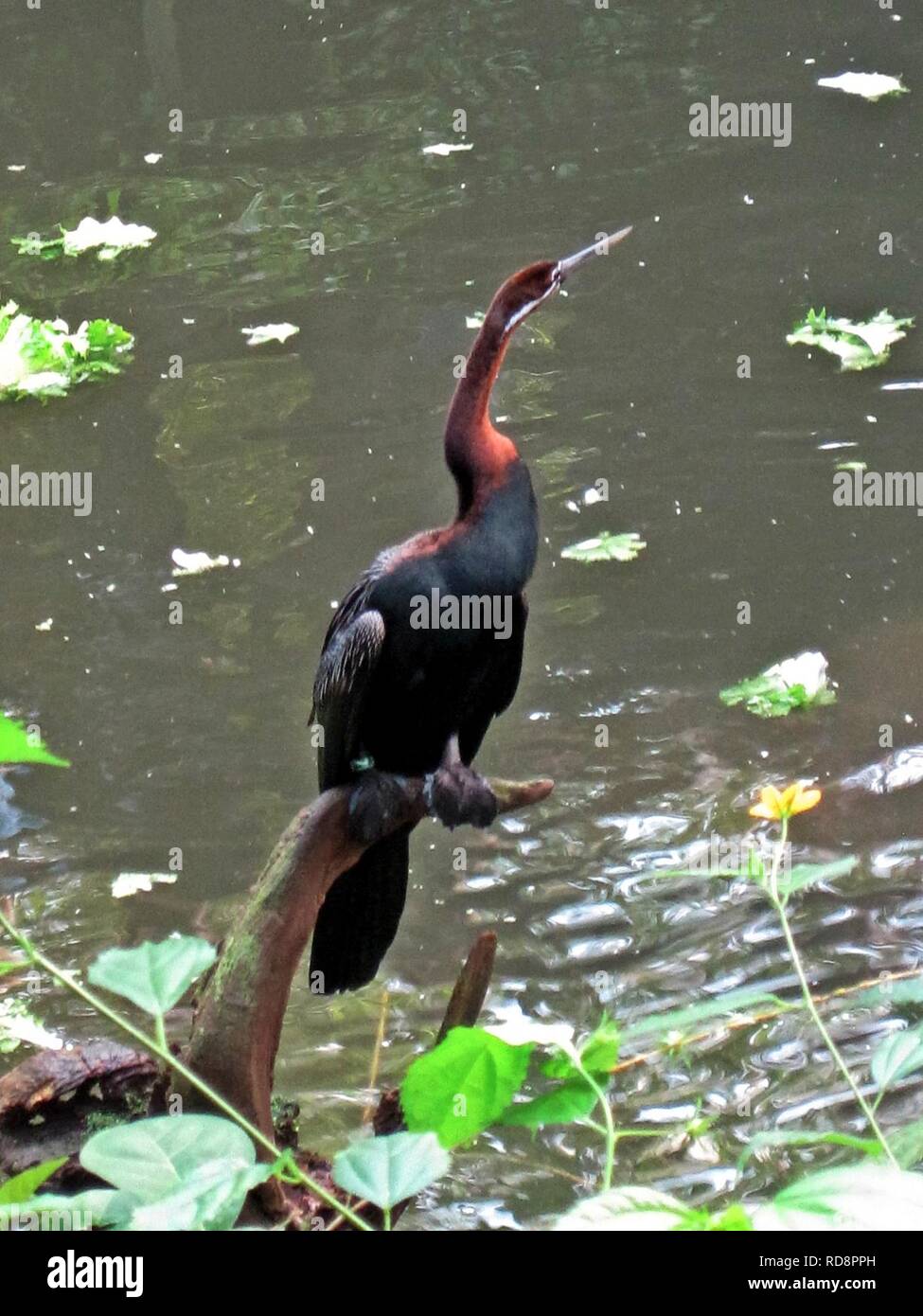 Anhinga rufa (African Darter or snakebird), Burgers zoo, Arnhem, the Netherlands. Stock Photo