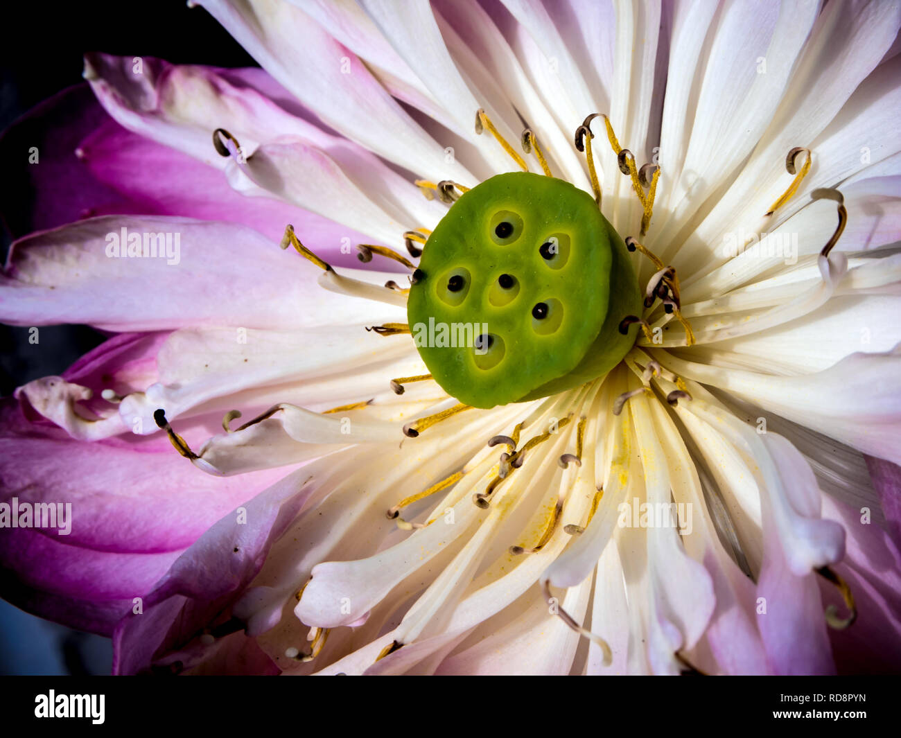 The petals of the lotus Wilt Stock Photo Alamy