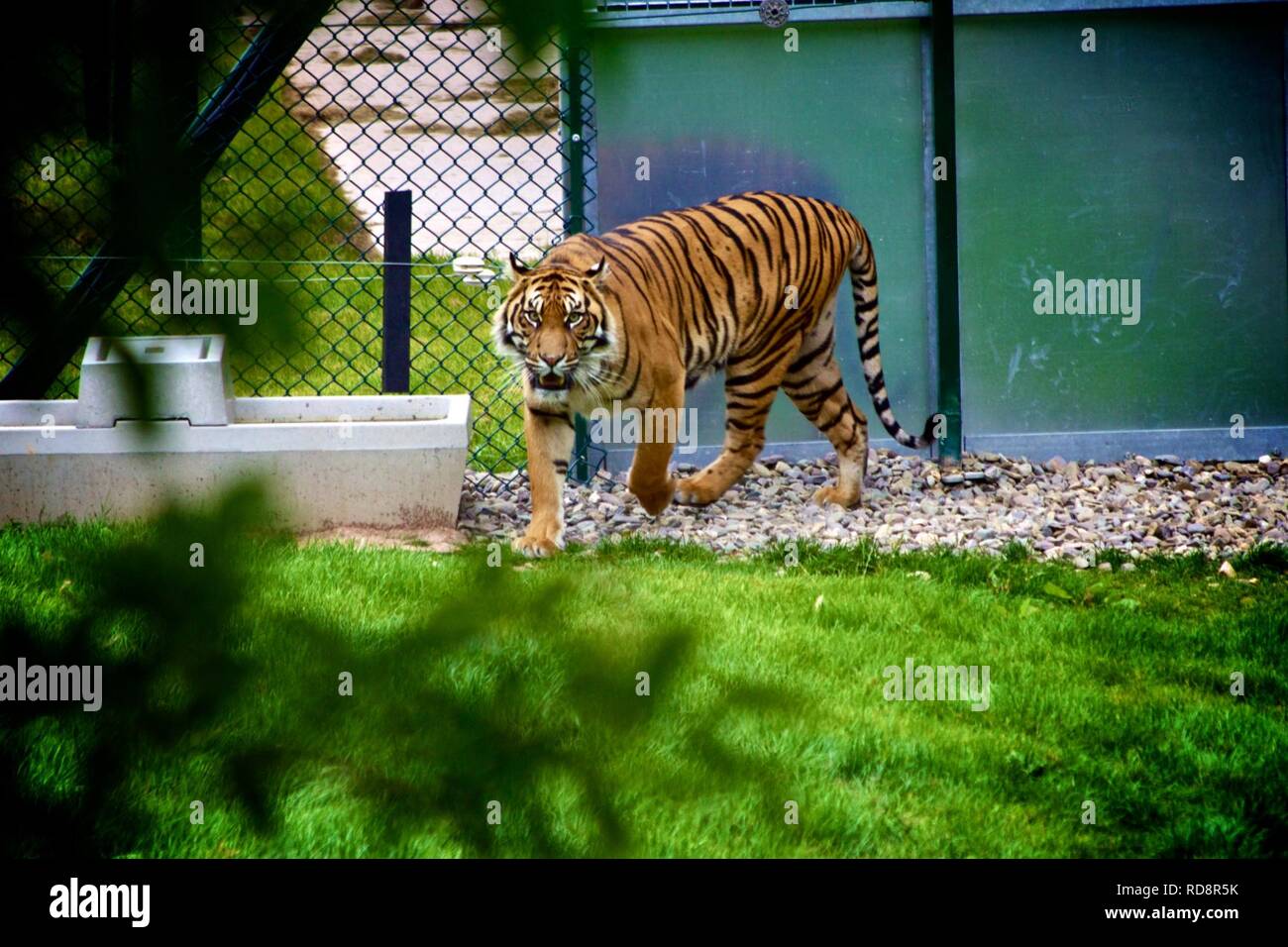 Historical zoo tiger hi-res stock photography and images - Alamy