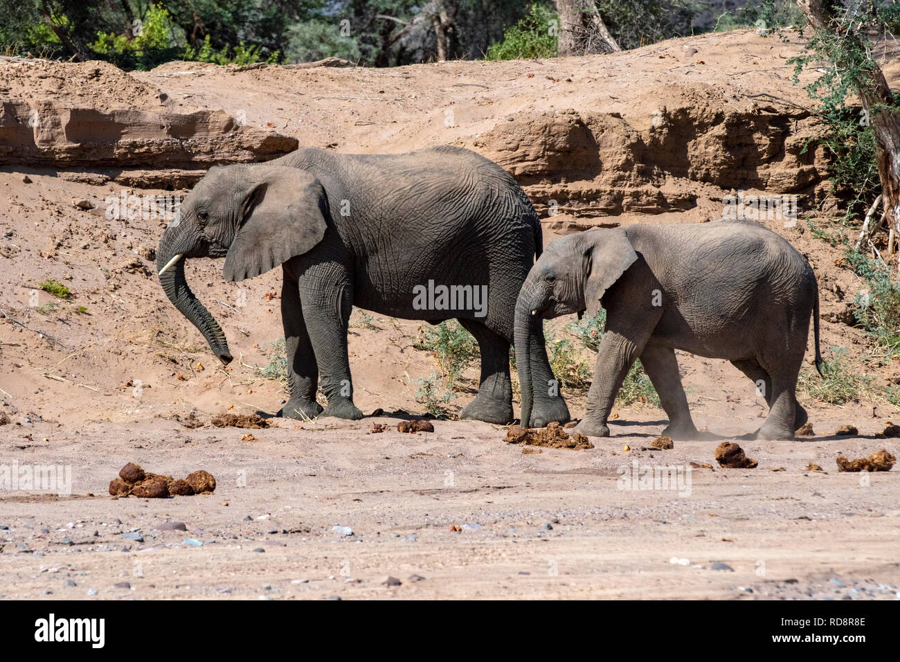 African Elephant (Desert-adapted) - Huab River, near Twyfelfontein, Damaraland, Namibia, Africa Stock Photo