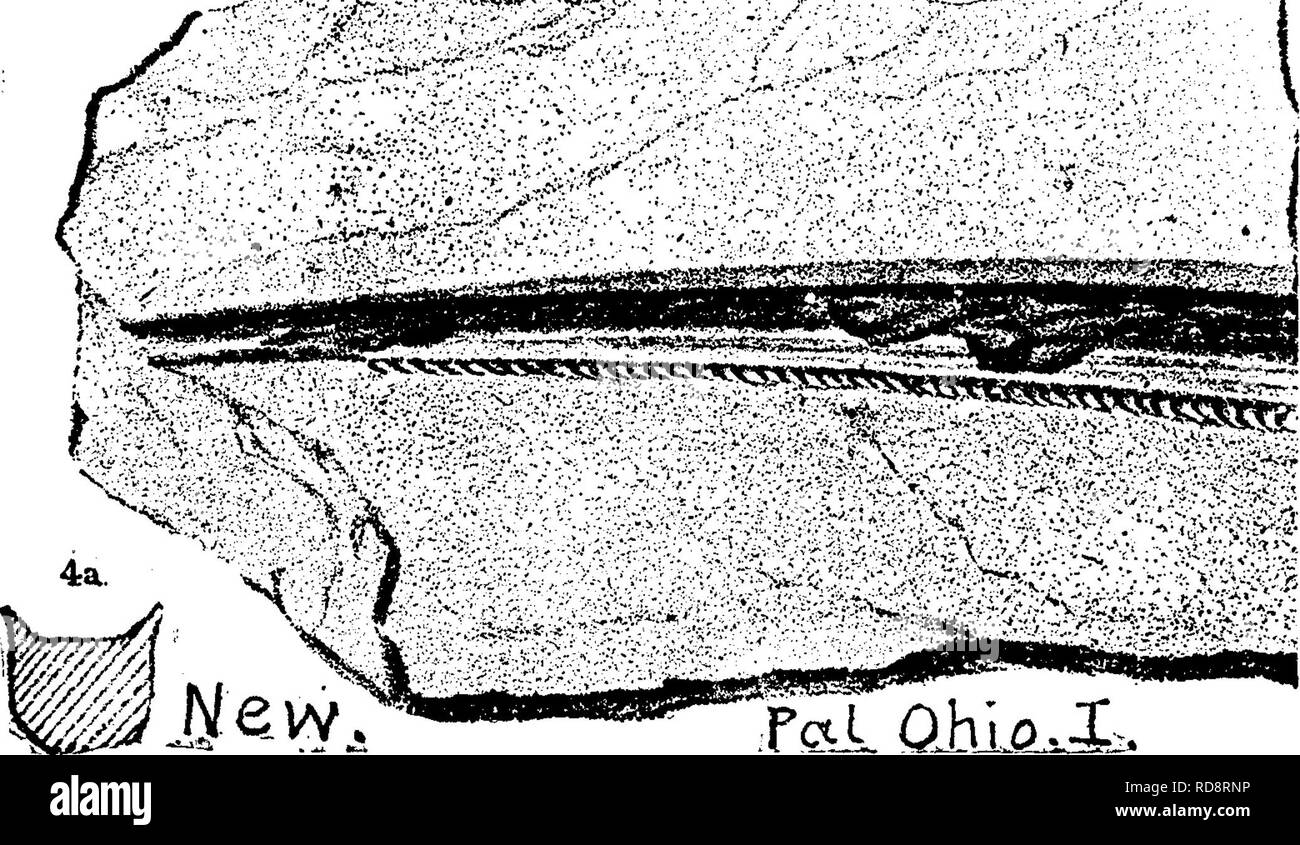 . A dictionary of the fossils of Pennsylvania and neighboring states named in the reports and catalogues of the survey ... Paleontology. Orodus ? Fish scales common in the Meadville upper limestone^ at Glendale, Pa. Q4, p. 83,140.âX, Orthacanthus arcuatus. Newberry, {Pleuracanthus arcu- J.^ ^ ^l^^^atus, New.) Pal. AU^ - , .^.â.^^-.^â- 7-^ ^ - â . Ohio, I, 1873, p. 332, ^ pi. 40, fig. 4; the spine of a Pleuracanthoid fish, attached to the J^ack of the head and -^T-?^-^ supporting a head-fin. ^' See Brongniart's fine . reproduction of the recently -disc o v e r e d fcti QhJQ.X-. Pleuracanthus g Stock Photo