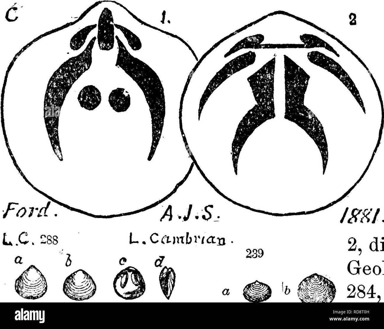 . A dictionary of the fossils of Pennsylvania and neighboring states named in the reports and catalogues of the survey ... Paleontology. NUCUL. 476 Nuculites ? In Hamilton shale near Union school- house, St. Olair, Bedford Co., Pa. T2, p. 129.— VIIIc. Nuculites ? Sp. 883-8 (showing; crenulations of hinge line) from Tioga Co.,N. Y., in Chemung, VIIIg. Obolella chromatica, Billings, Pal. Foss. Vol. I, 1861, Potsdam forma- tion. W a 1 c o 11, Jour. A. S. Vol. 29, Feb. 1885, p. 116, reproducing Ford's figures (Am. Jour. Sci. Vol. 21, 1881, p. 131.) Fig. 1, plan of interior of /FHi. dorsal valve; f Stock Photo